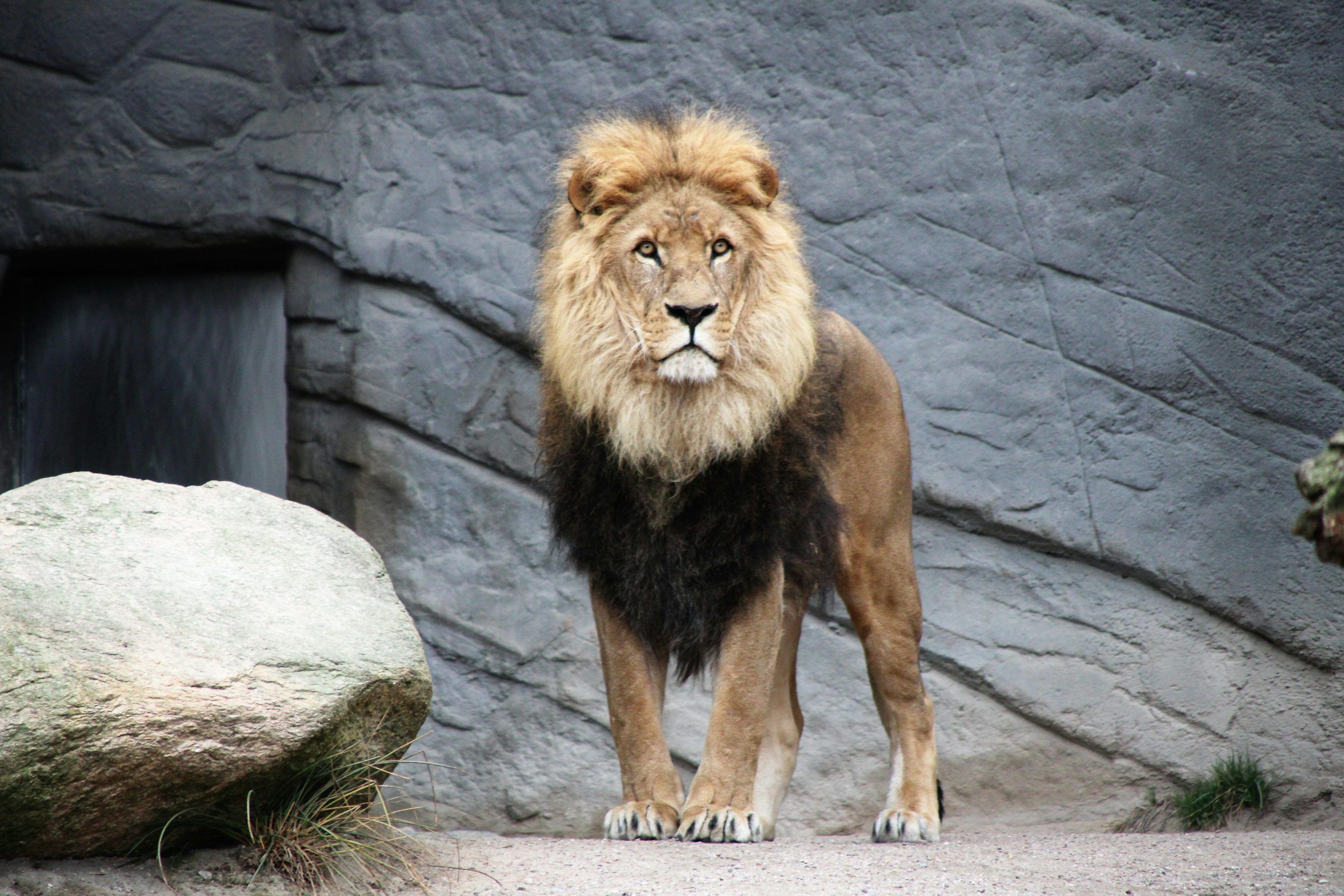 3000x2000 Lion Wallpaper: Free HD Download