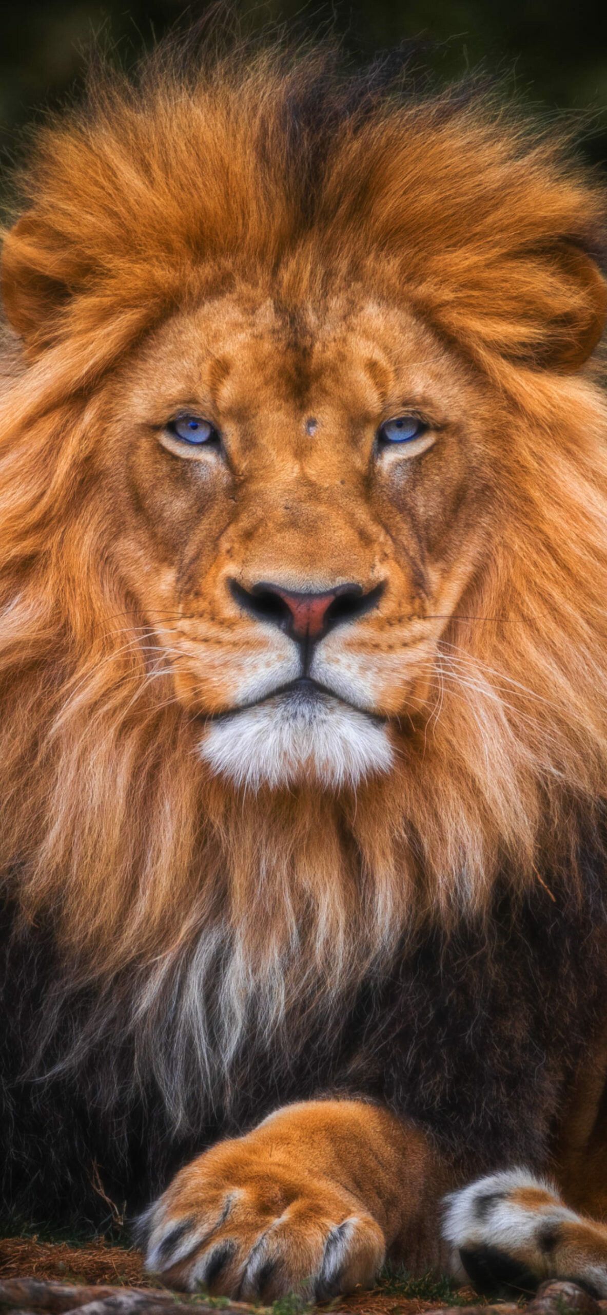 1183x2560 Lion Wallpaper