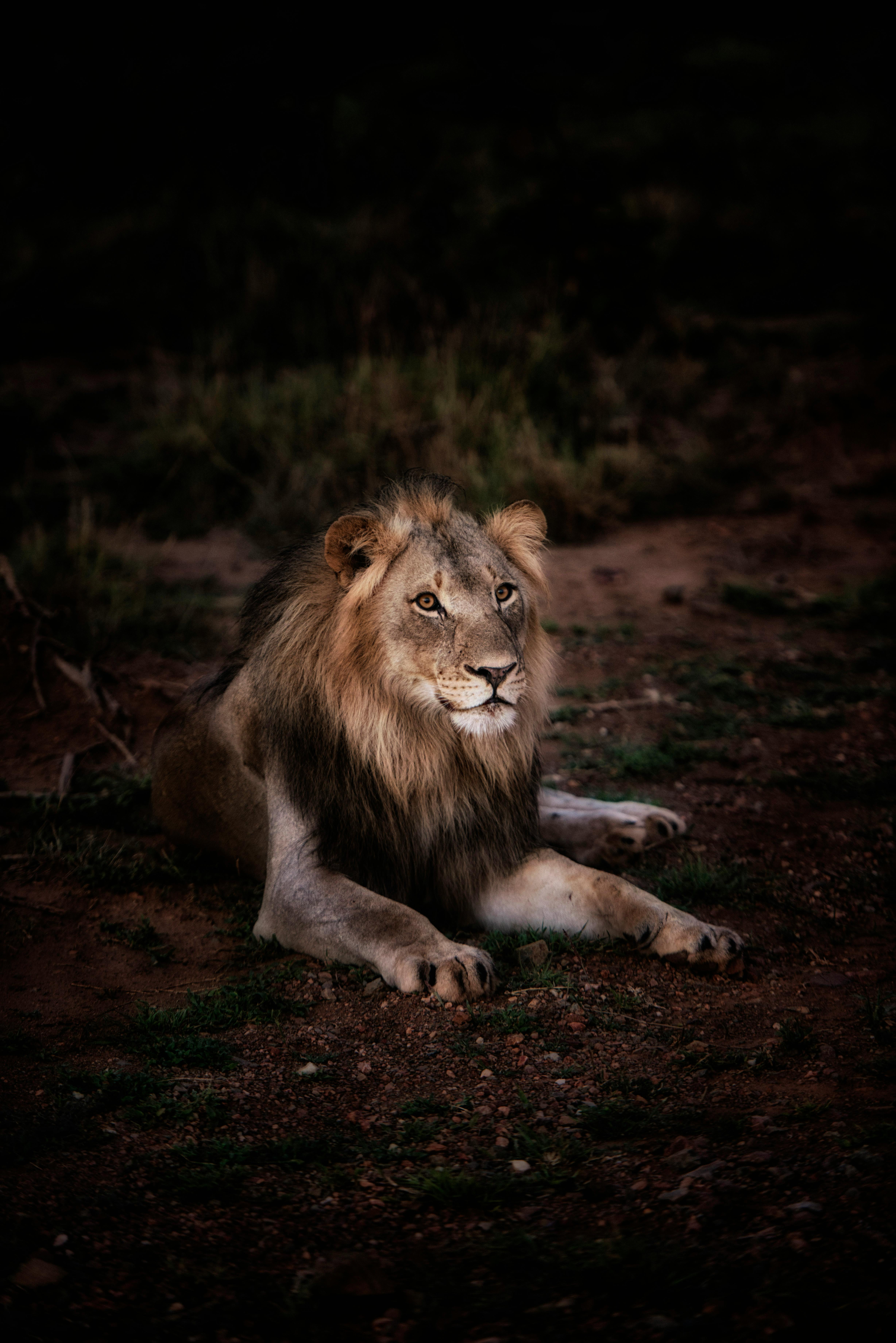 4912x7360 Best Lion Photo · 100% Free