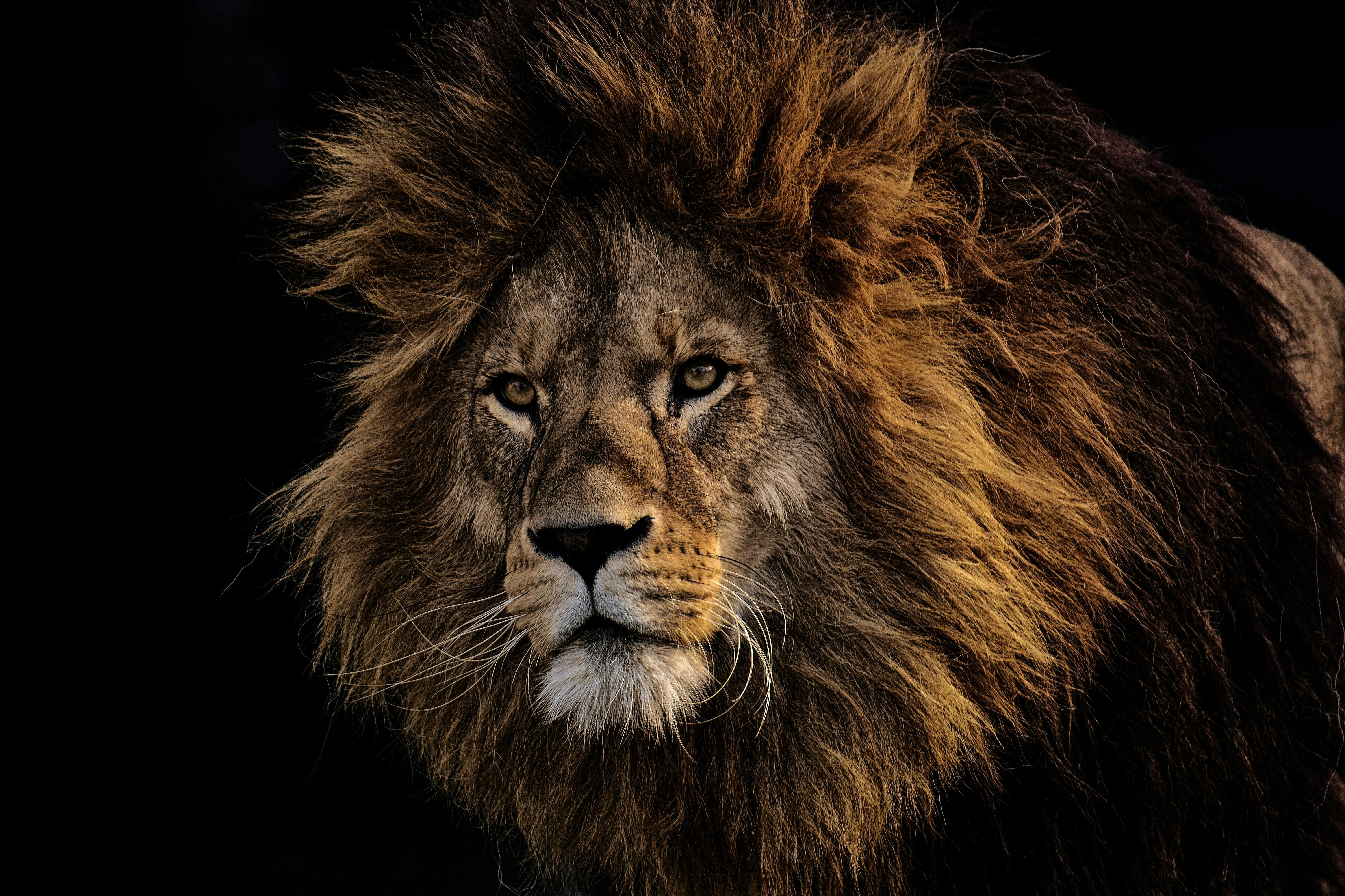 6000x4000 Best Lion Photo · 100% Free