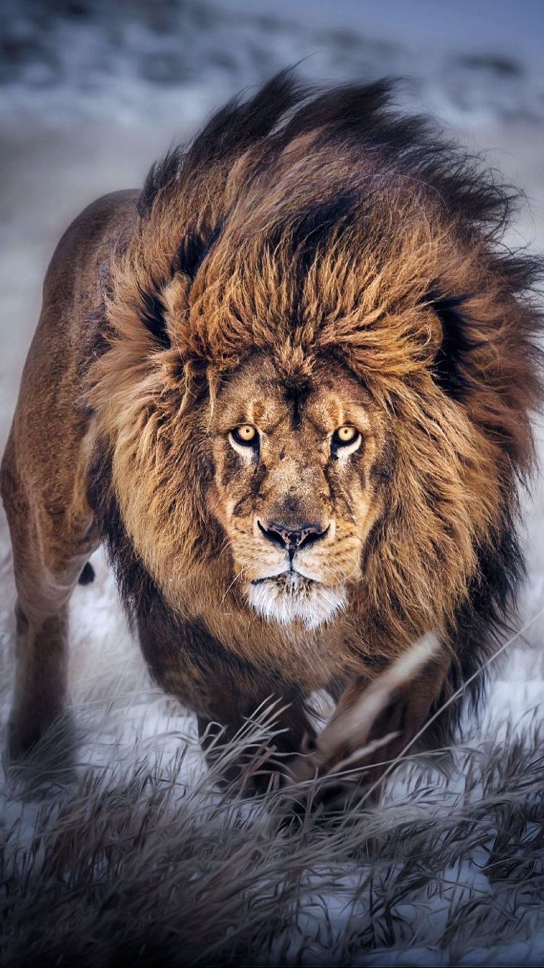 1080x1921 Lion tiger Wallpaper Download