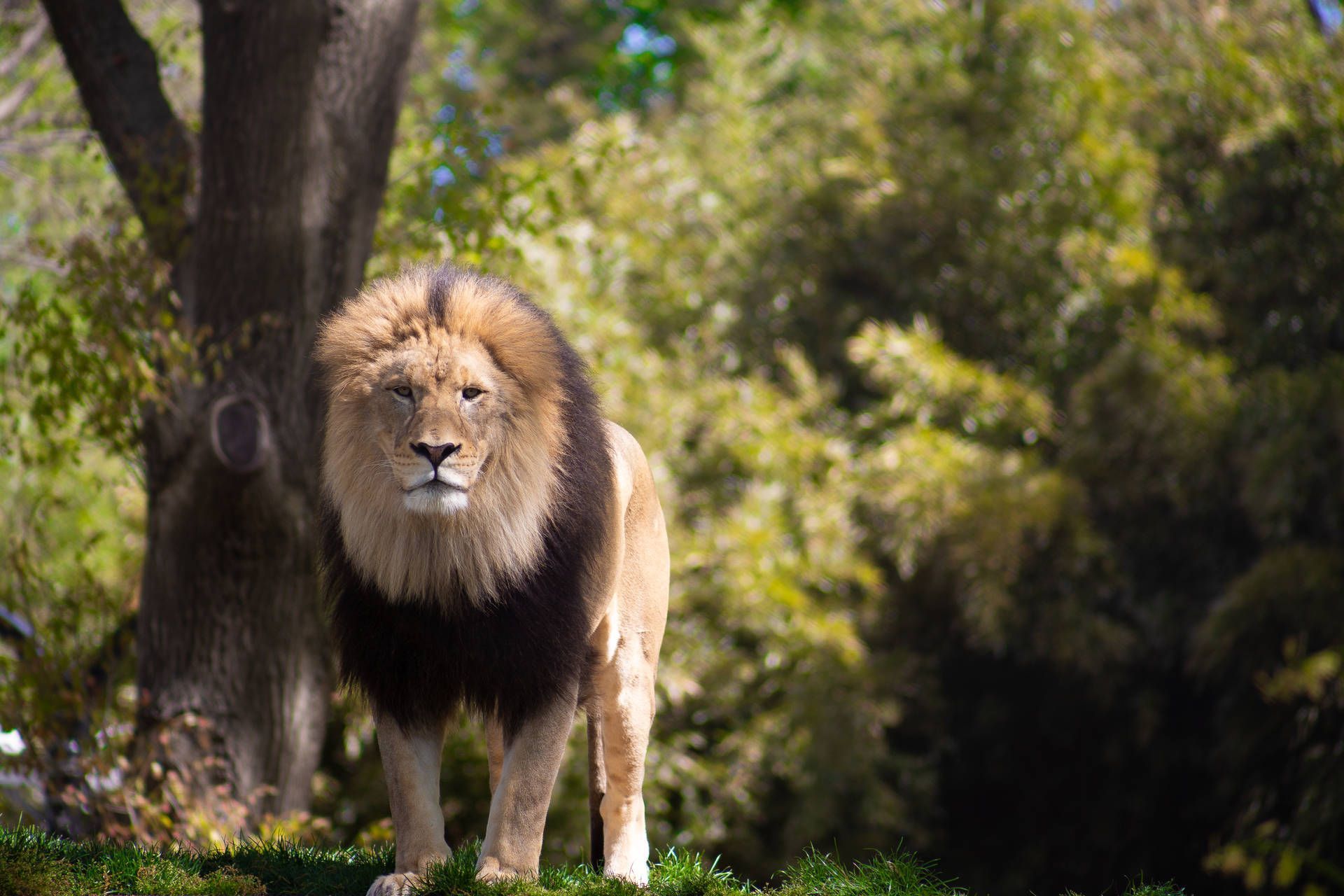 1920x1280 Lion HD Wallpaper 600++
