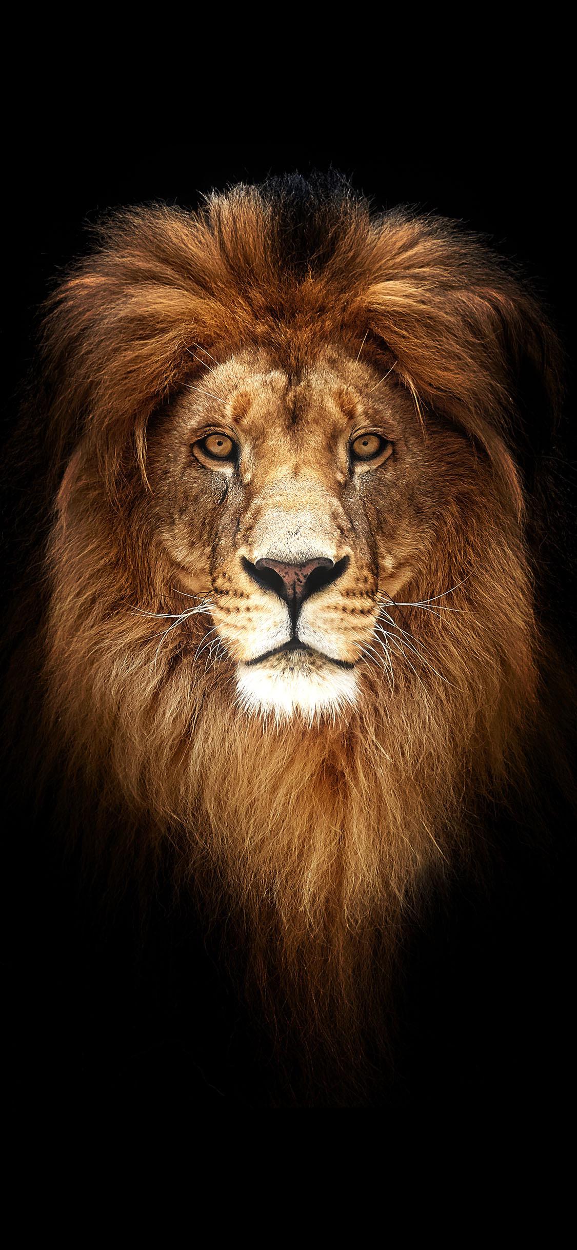 1125x2436 Pretty Lions Wallpaper