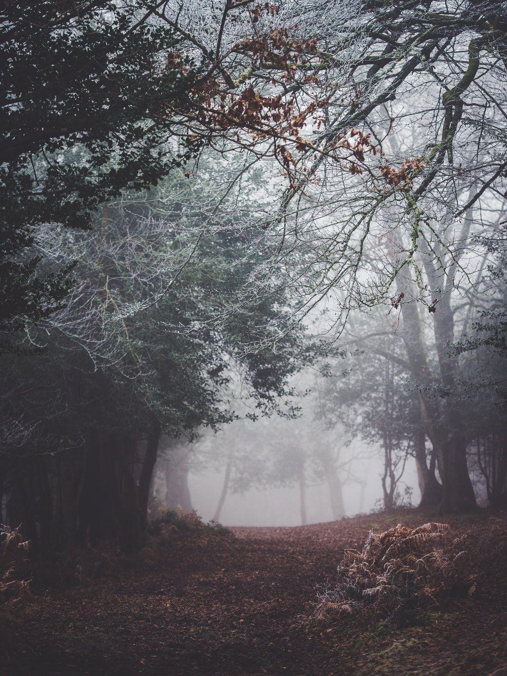 1000x1333 Creepy Forest Picture. Download Free Image