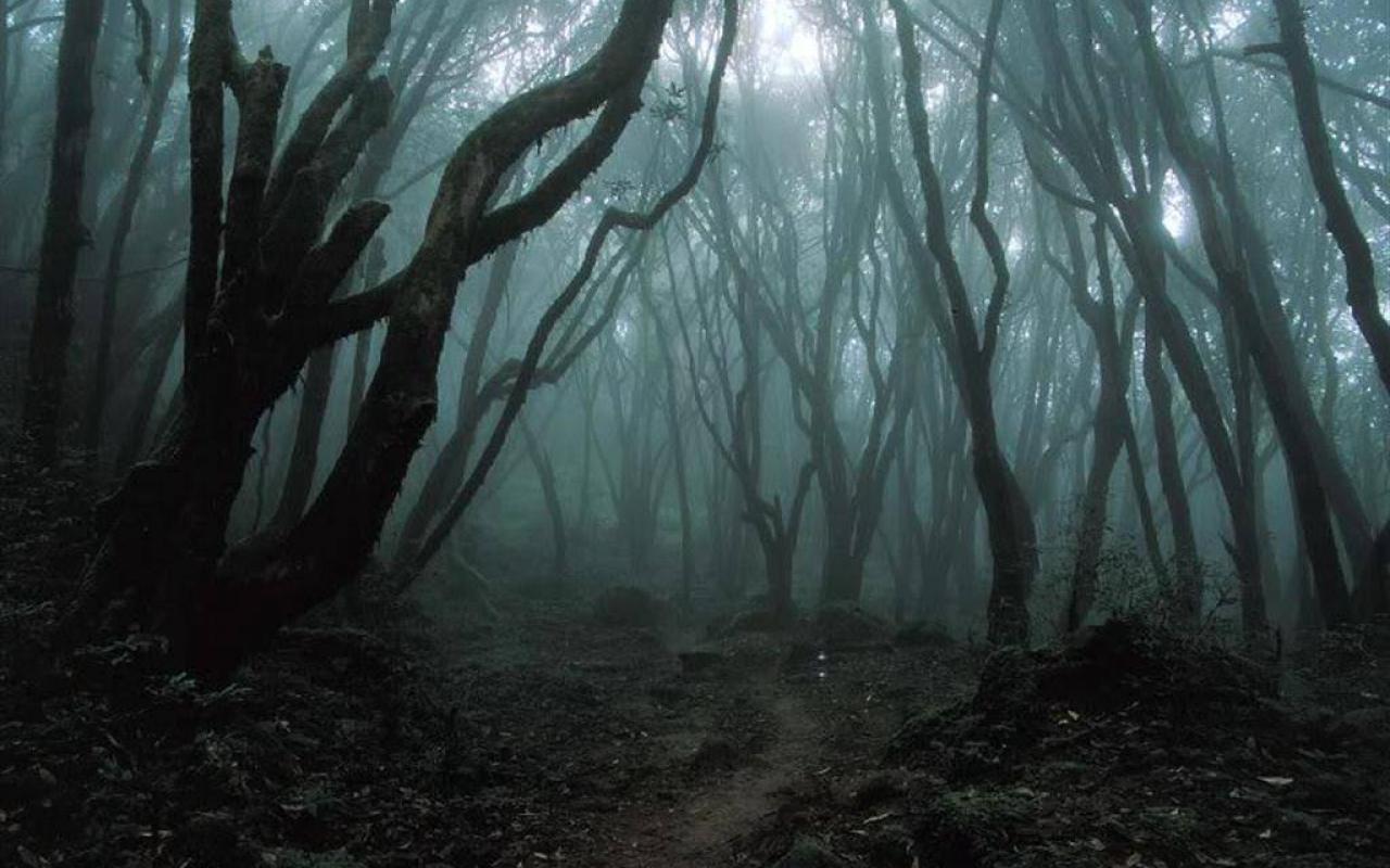 1280x800 Spooky Forest Wallpaper
