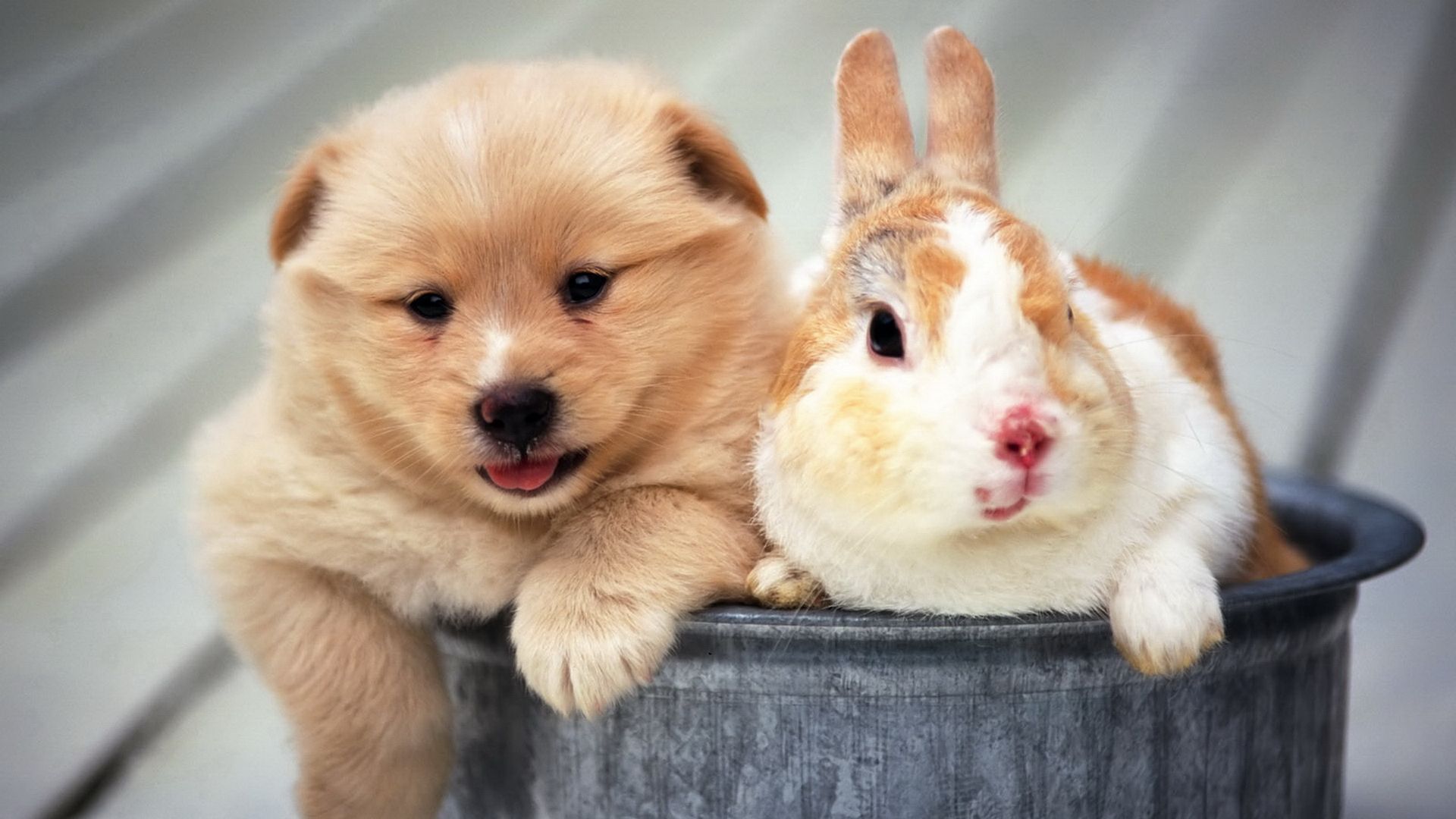 1920x1080 Download Dog Cute Rabbit Puppy Animal