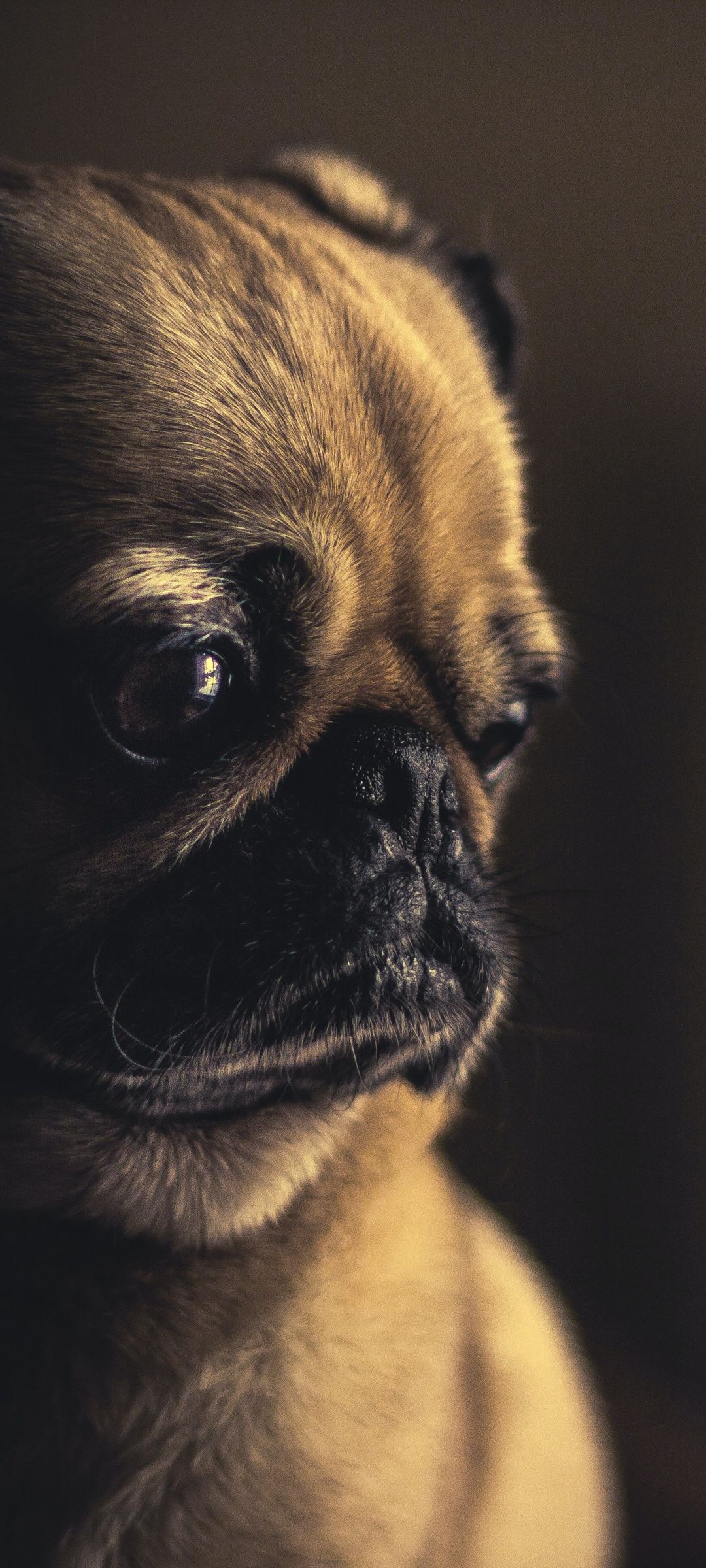 1080x2400 Fawn Pug Wallpaper 4K, Pet dog, Canine