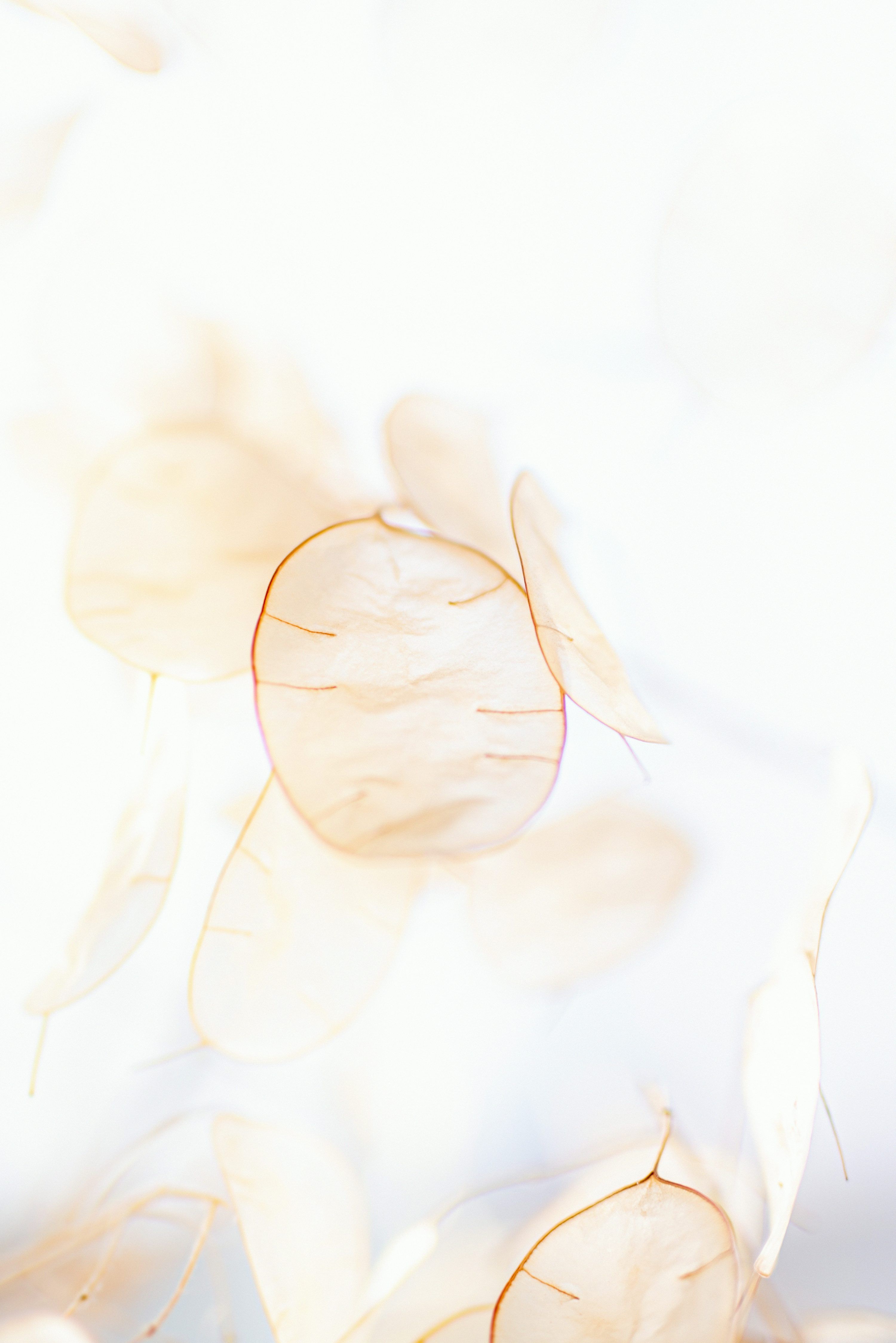 3000x4494 Beige Picture [HD]. Download