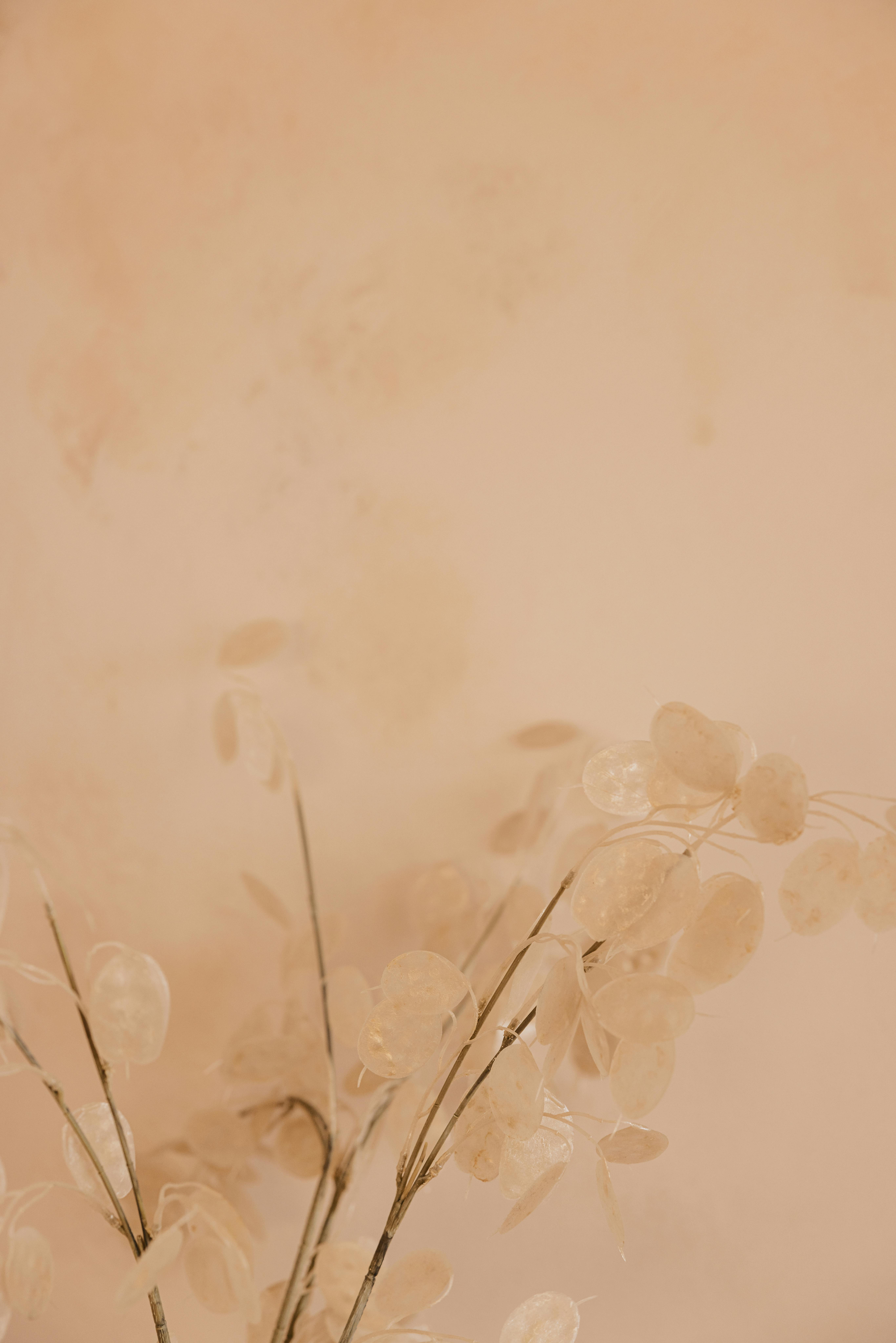 5464x8192 Pastel Wallpaper with Decorative