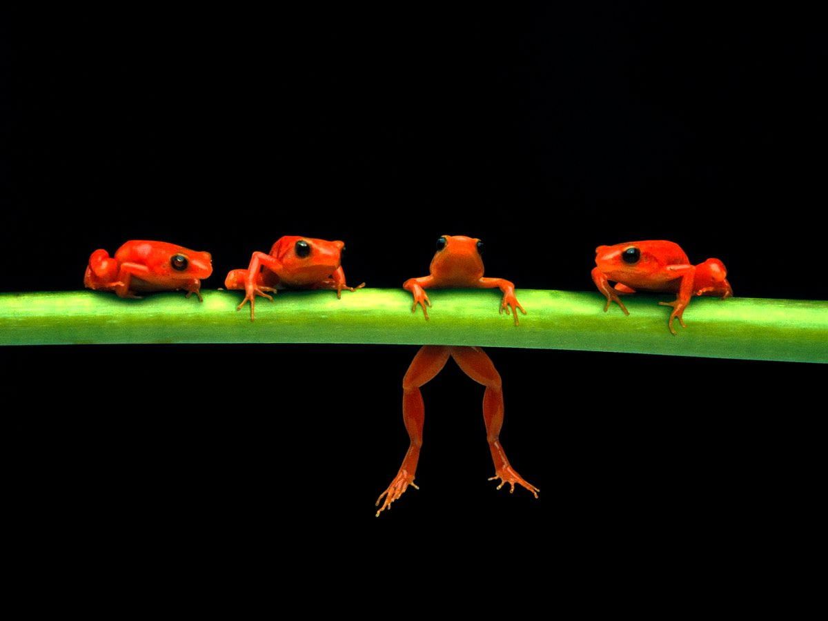 1200x900 Frosch Hintergrundbilder HD
