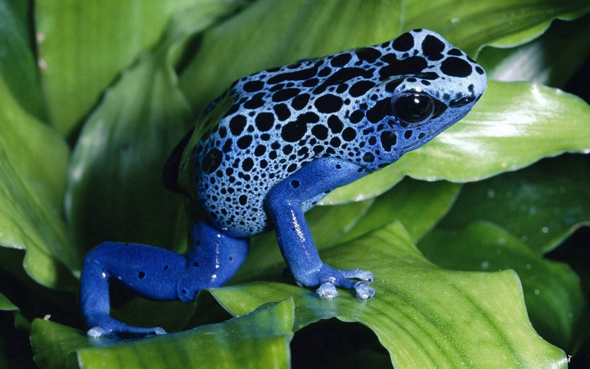 1920x1200 Frosch Hintergrundbilder. Wallpaper