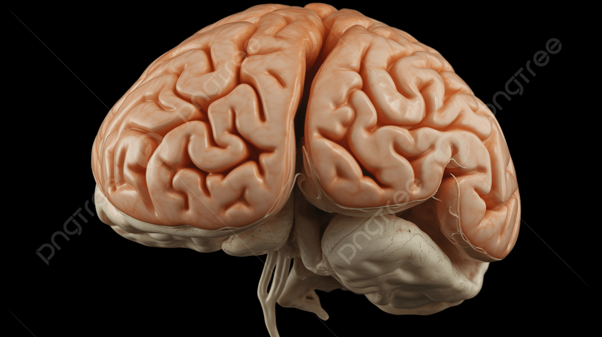 1200x673 Brain Anatomy Background Image, HD