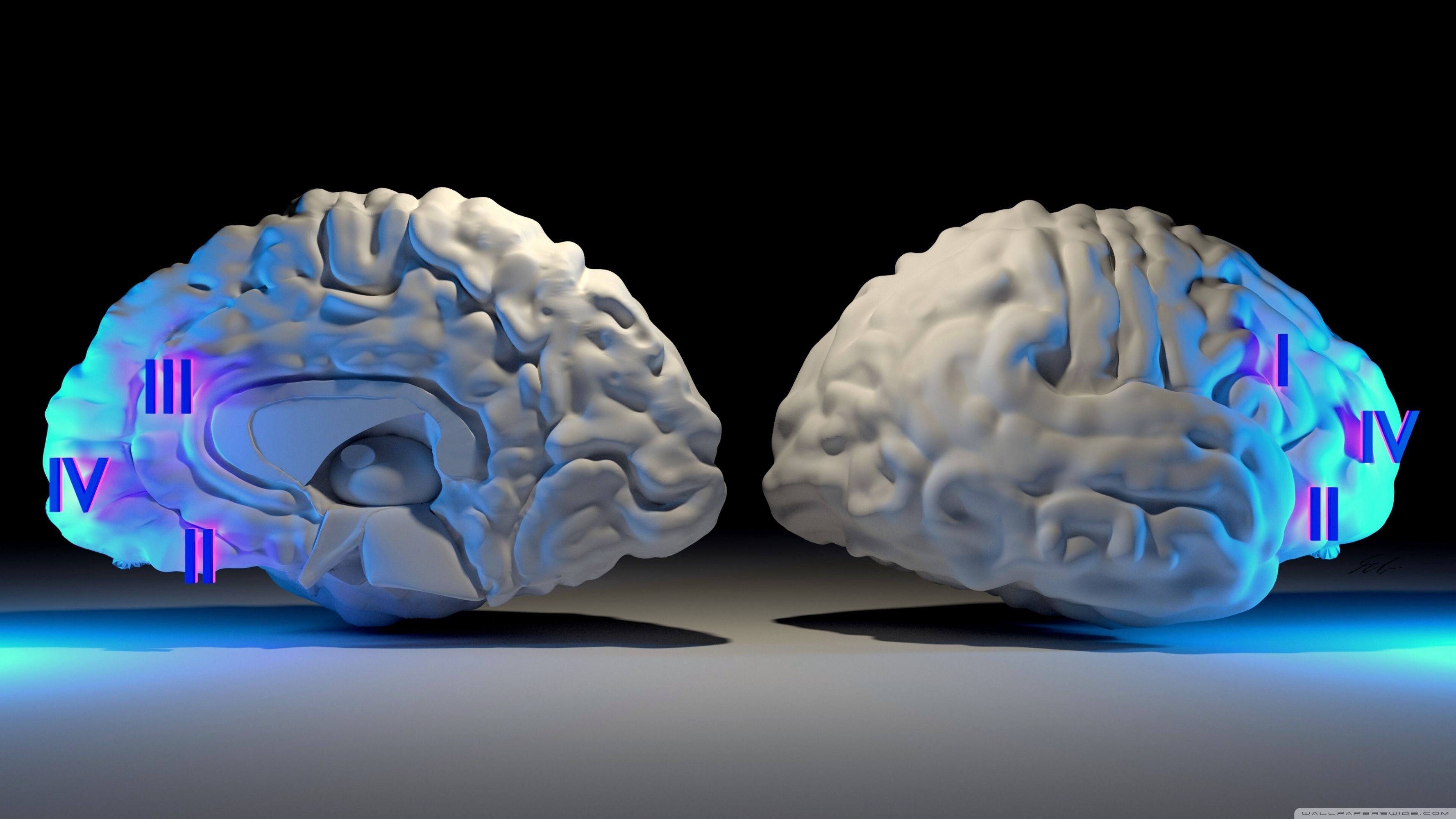 3554x1999 Brain Hemisphere Ultra HD Desktop