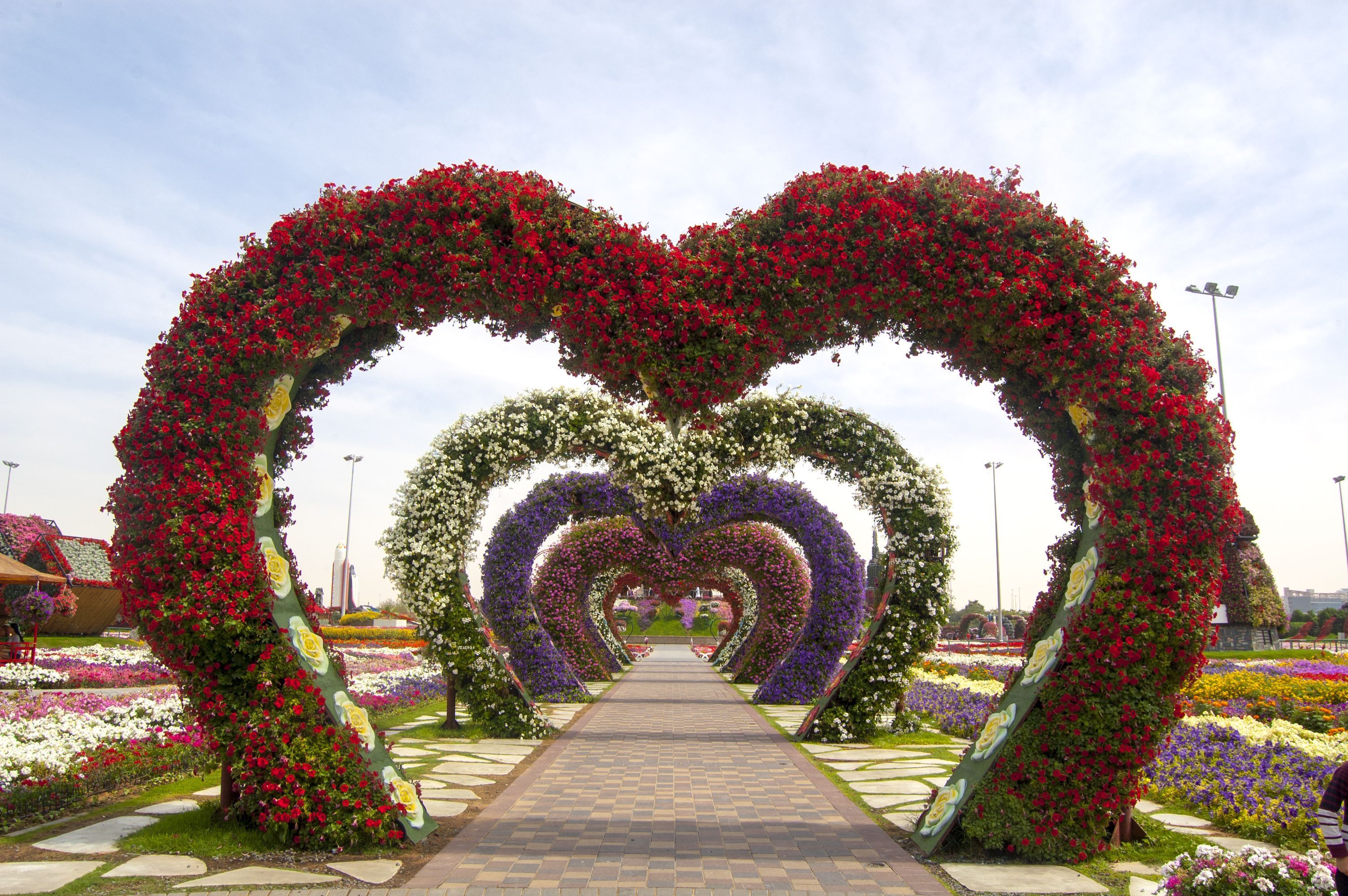 3008x2000 Arabian flower tourism Hidden