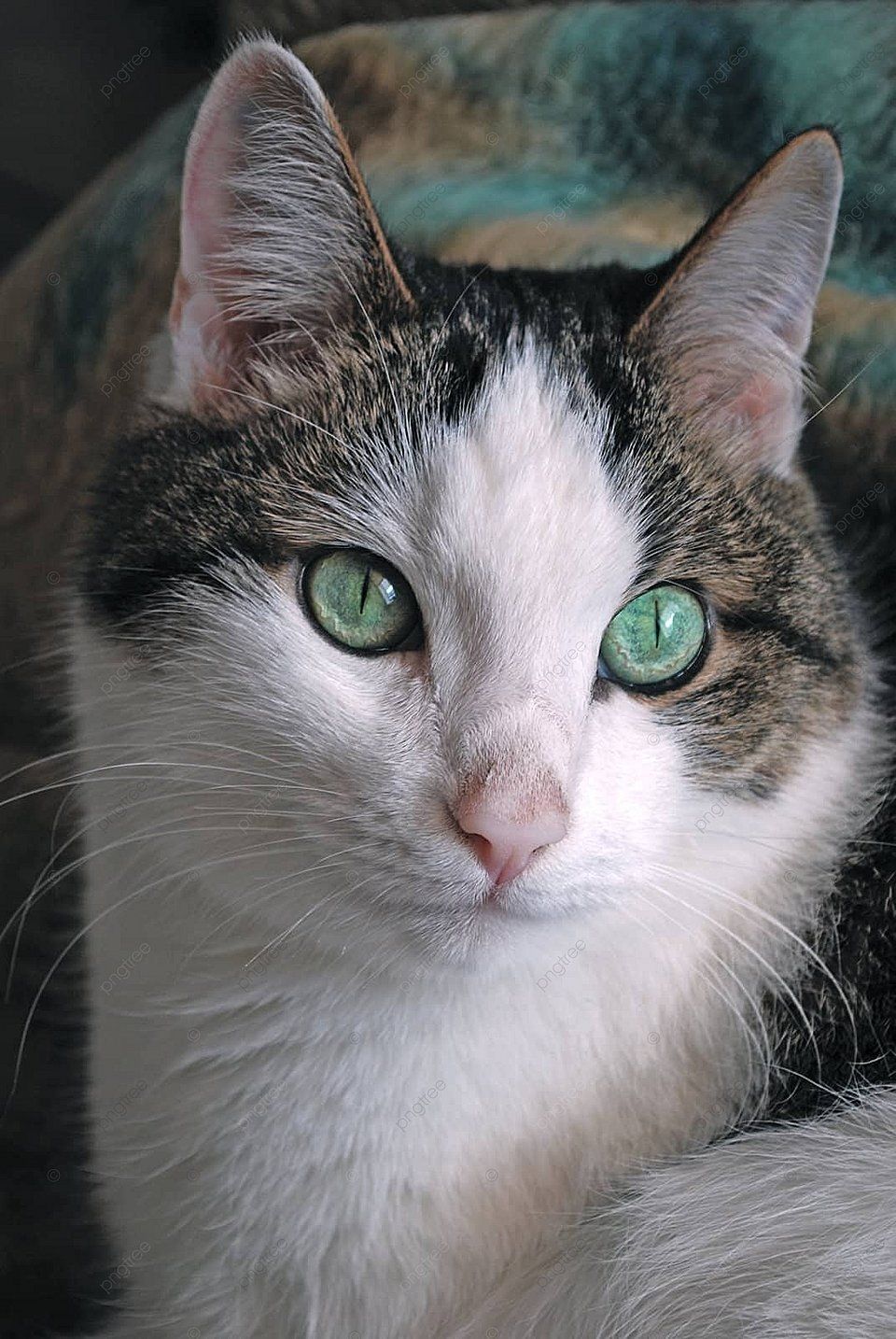 960x1434 Color White Pussycat Photo Background