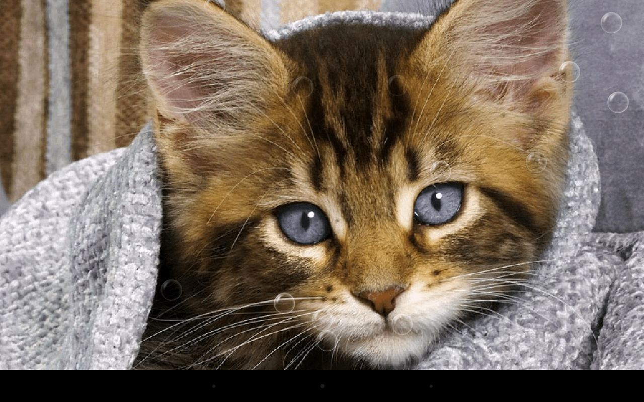 1280x800 Pussycat Live Wallpaper