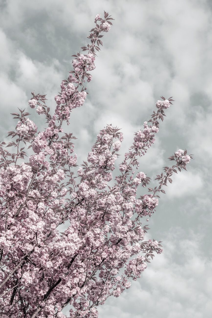 867x1300 Cherry blossoms with sky view. Posters