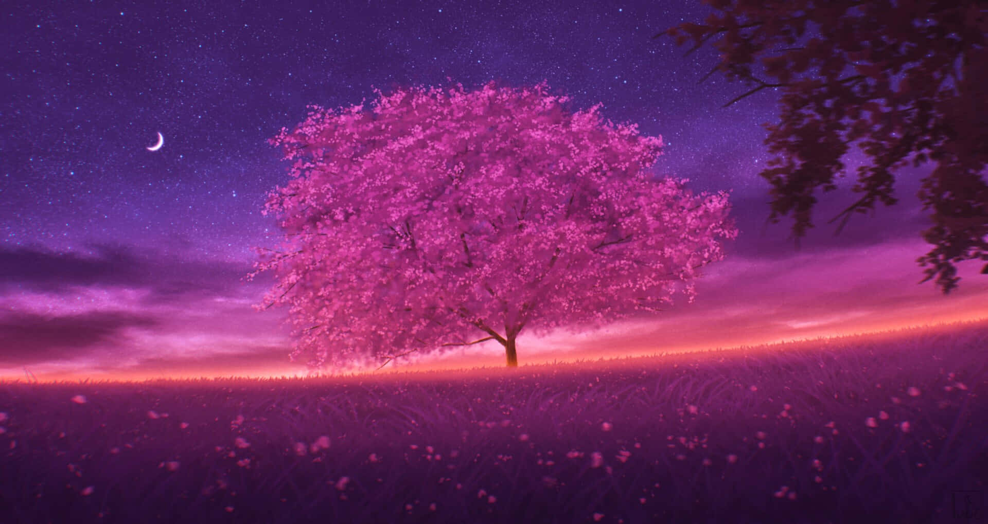 1920x1019 Night Cherry Blossom Wallpaper