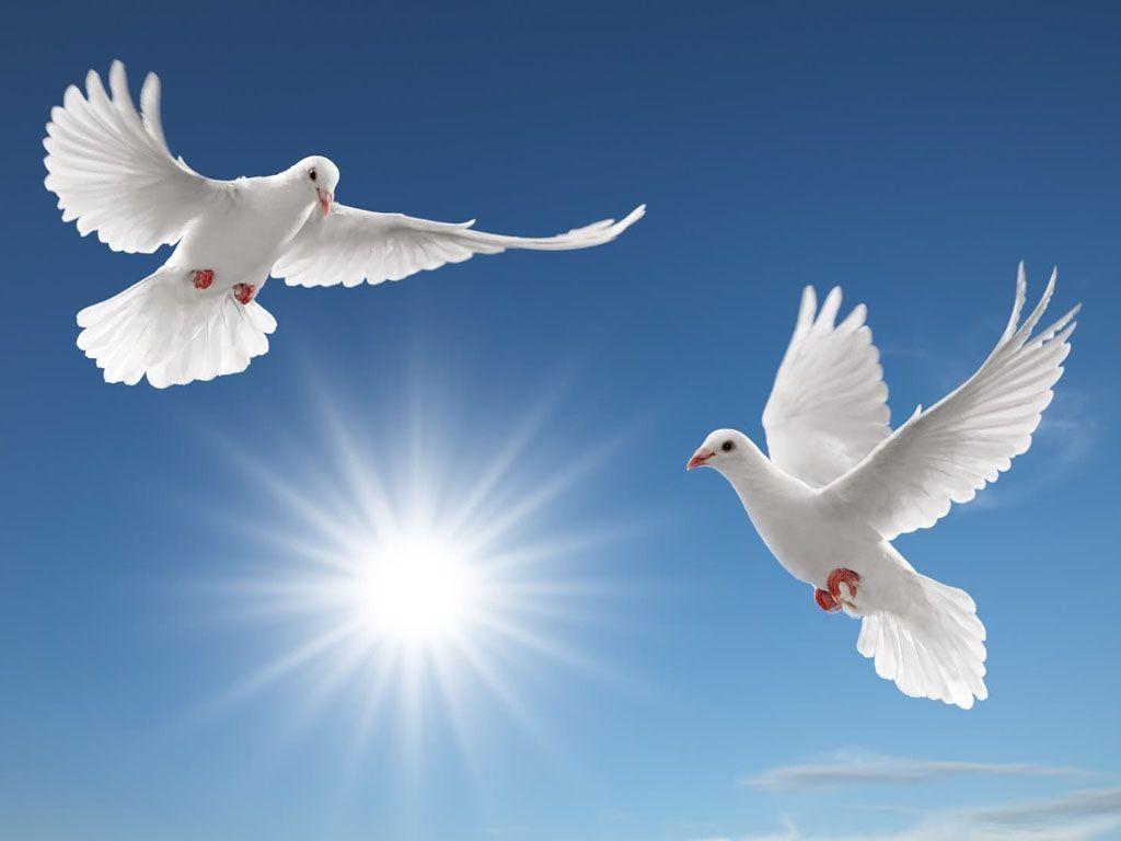 1024x768 Dove Wallpaper