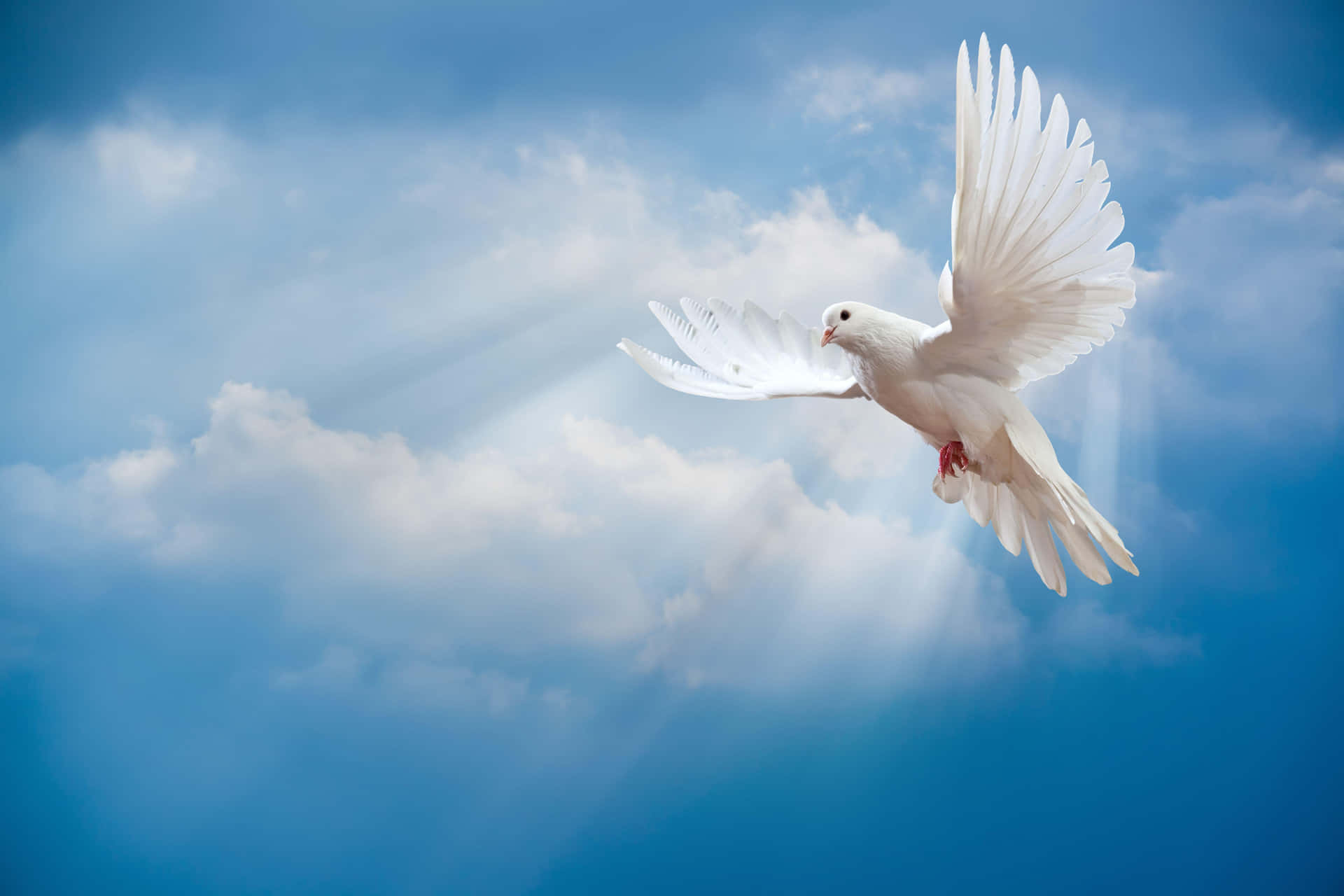 1920x1280 Download White Dove Flying In The Sky