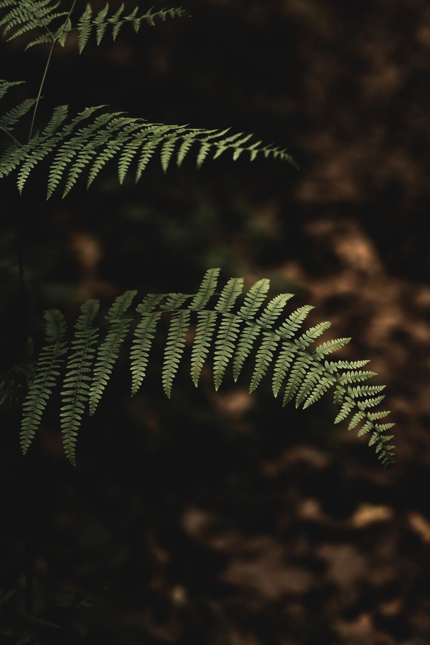 867x1300 Plants of the dark nature Wall Mural