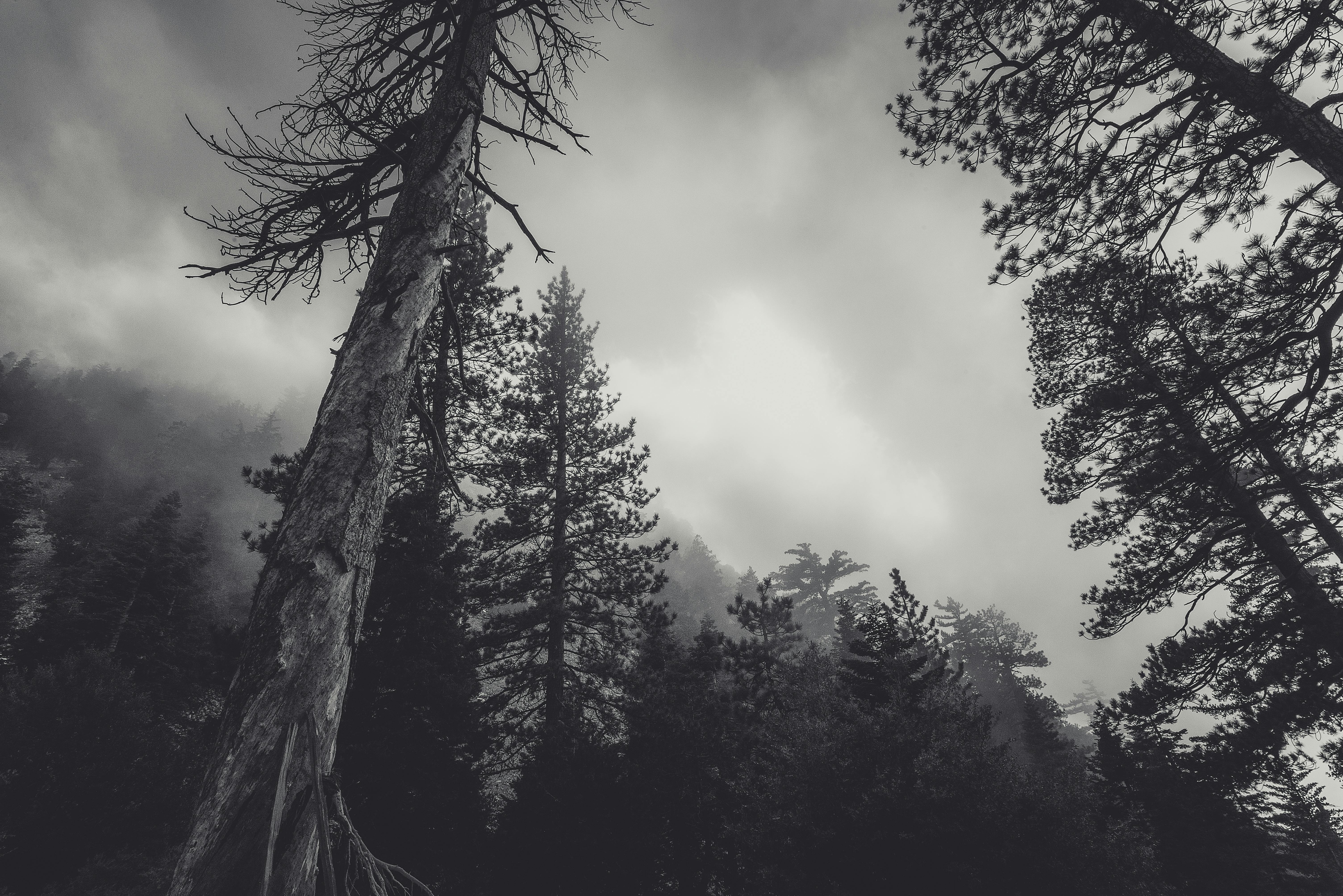 6016x4016 Dark Forest Photo, Download The BEST