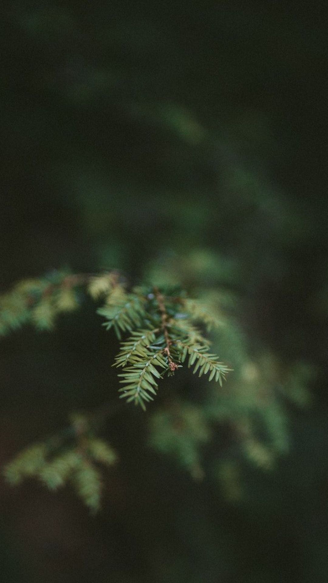 1080x1920 Nature Aesthetic Background Free Download