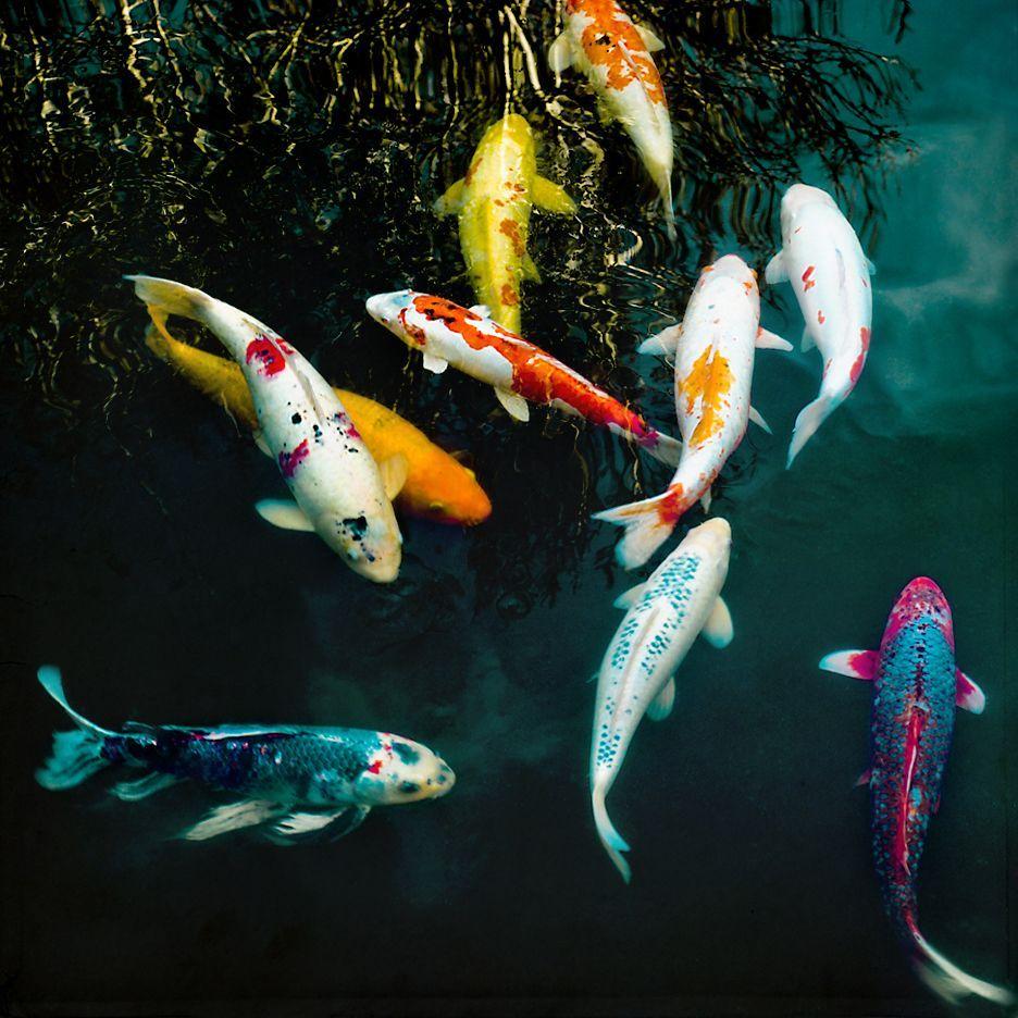  Animated  Koi  Fish  Wallpapers  Top Free Animated  Koi  Fish  