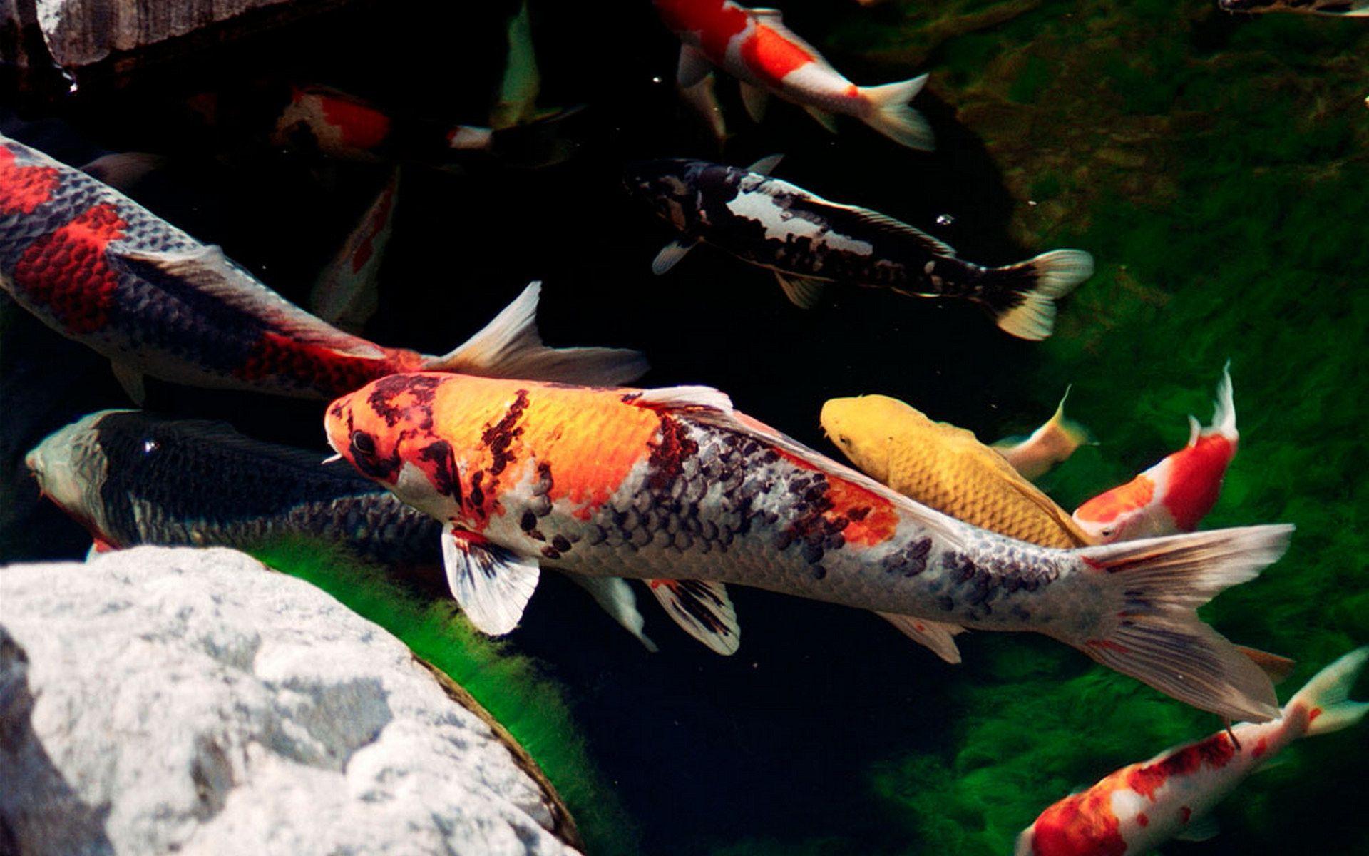 1920x1200 Japanese Koi Fish