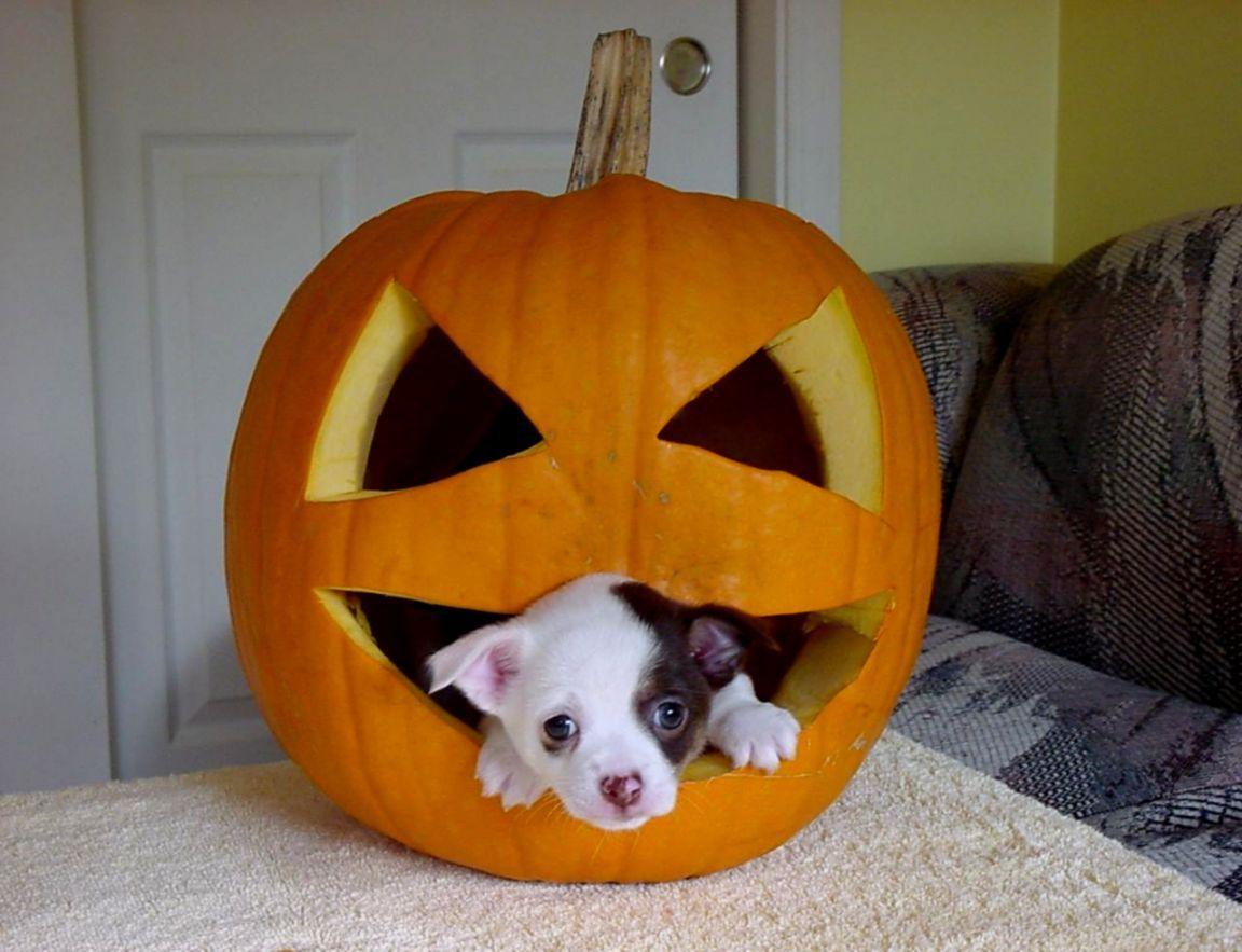 1152x883 Halloween Puppy Wallpaper Desktop