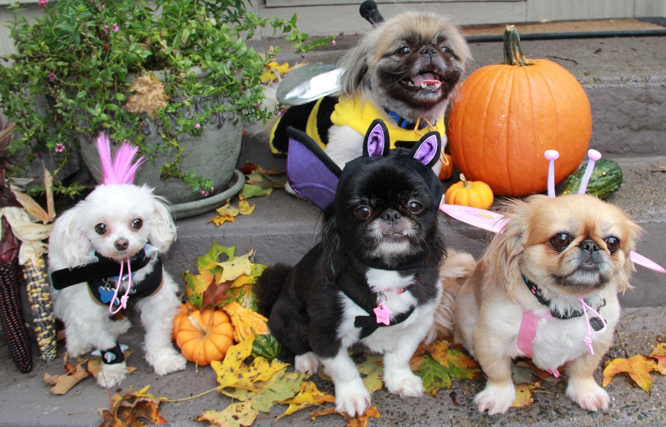 2153x1382 Halloween Dogs Wallpaper