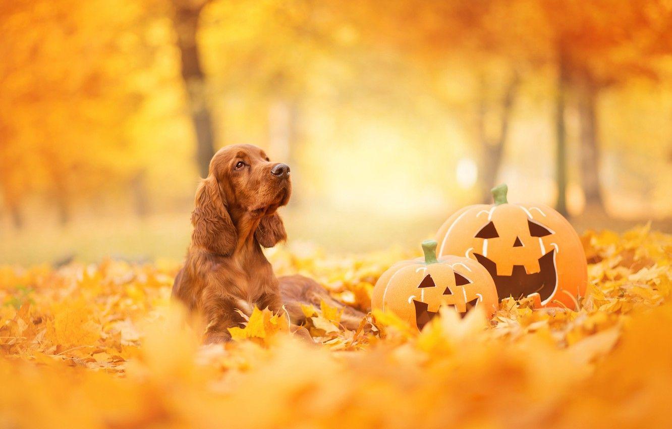 1332x850 Wallpaper autumn, look, face, leaves, Park, foliage, dog