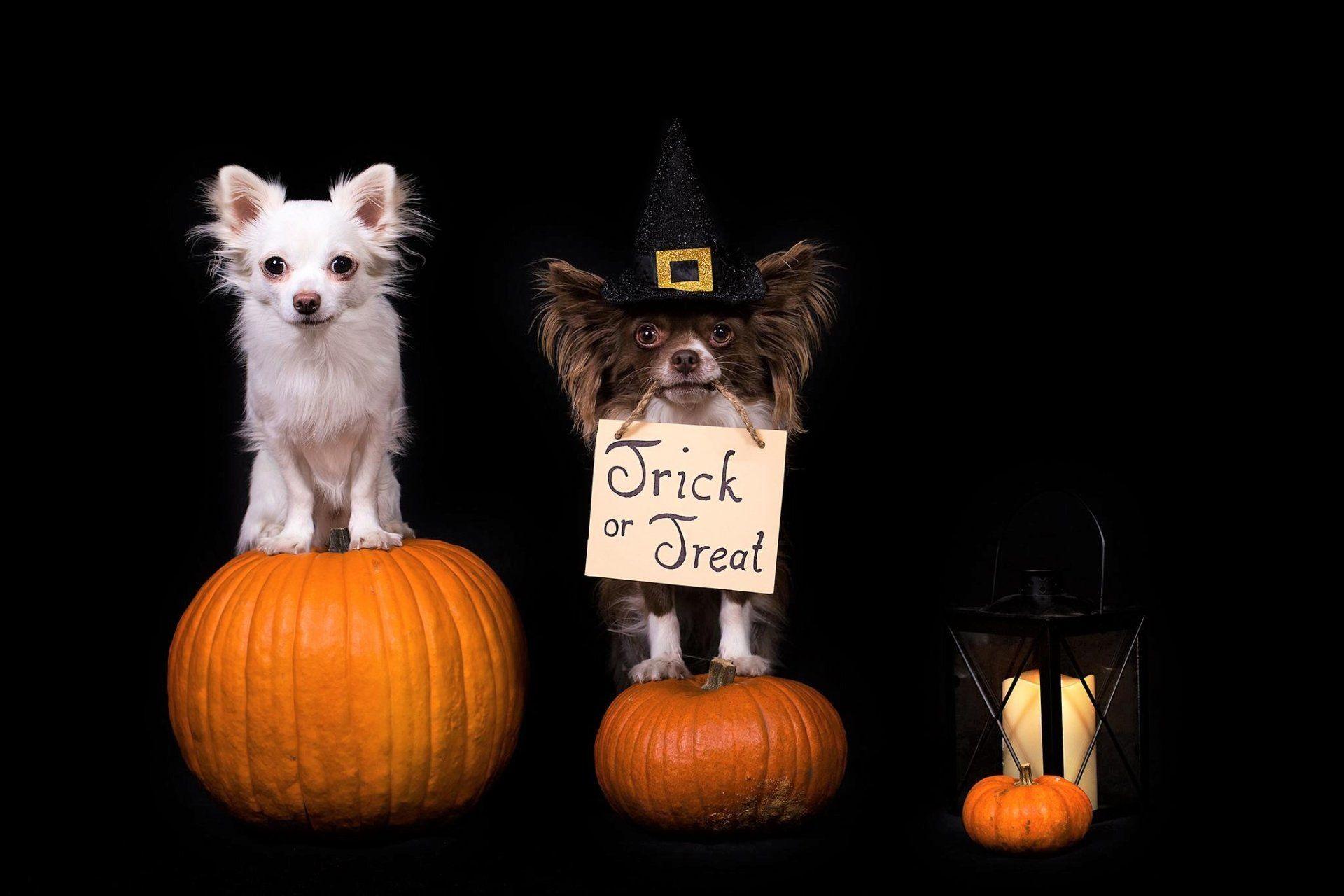 1920x1280 Holiday Halloween Holiday Dog Pumpkin Trick Or Treat