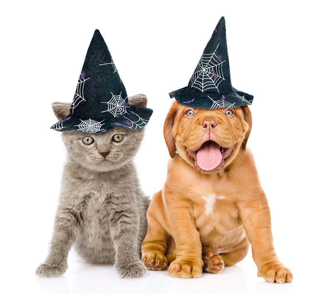 1109x1024 Wallpaper Puppy Kittens Dogue de Bordeaux cat Dogs 2 Hat