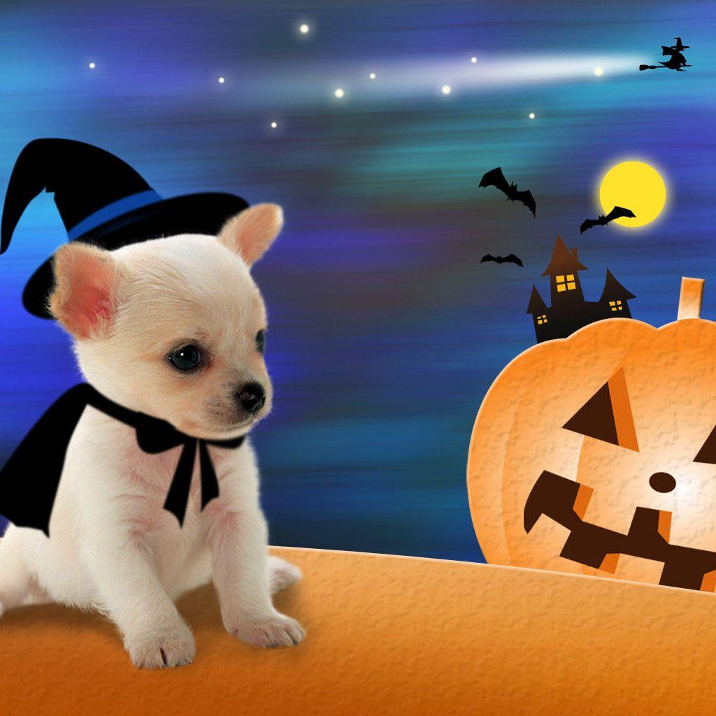 1024x1024 ellaberintodemialma wallpaper: Little dog like a witch