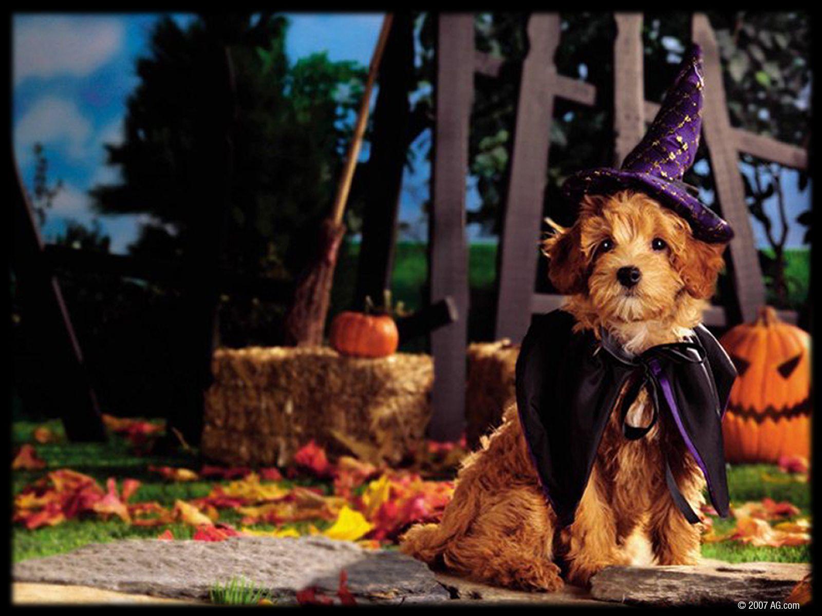 1600x1200 Halloween is my favorite holiday!. Dog halloween, Halloween wallpaper, Dog halloween costumes