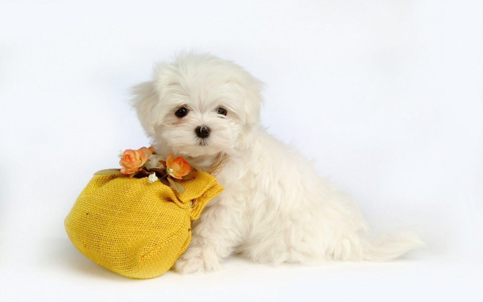 1600x1000 Cute Puppy