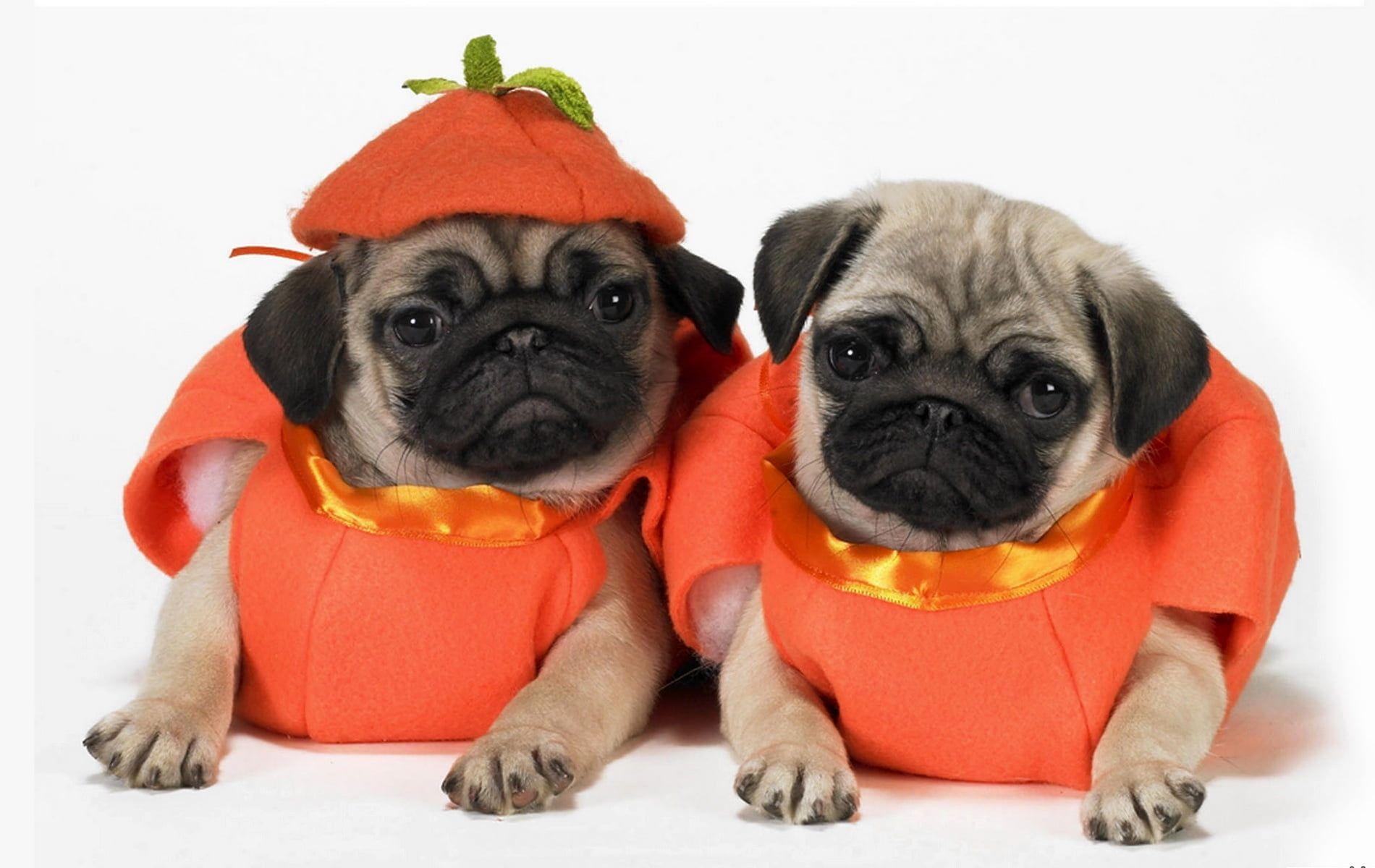 1900x1200 Two fawn pugs in pumpkin Halloween costumes HD wallpaper