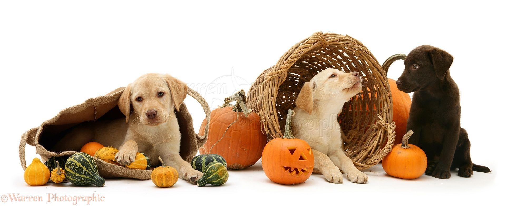 1920x785 Dogs: Labrador pups at Halloween photo WP14559