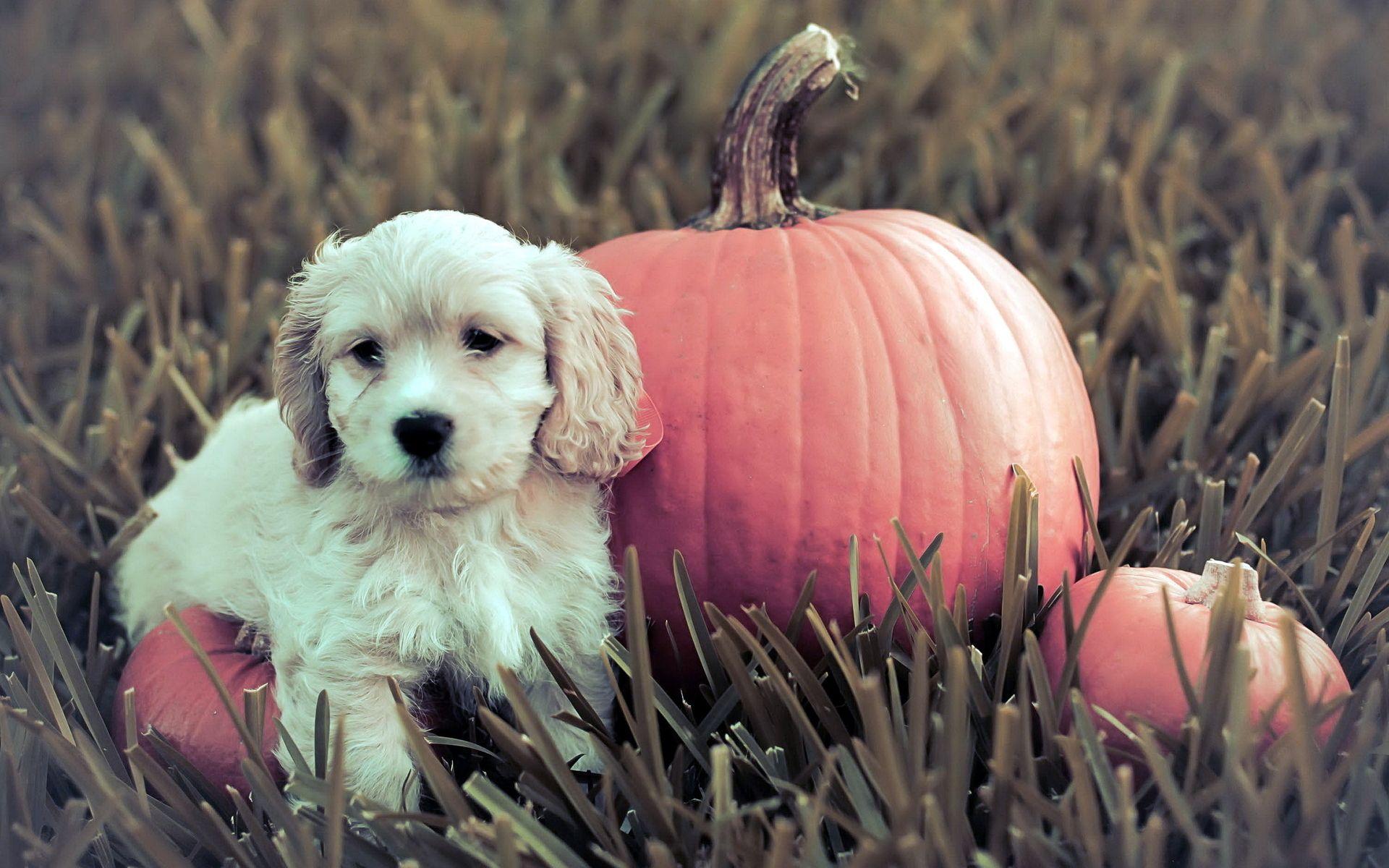 1920x1200 Fall Puppy Wallpaper Free Fall Wallpaper With Dogs