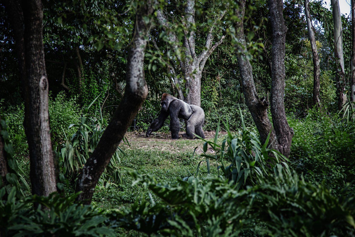 1500x1000 Gorilla Trekking in Uganda
