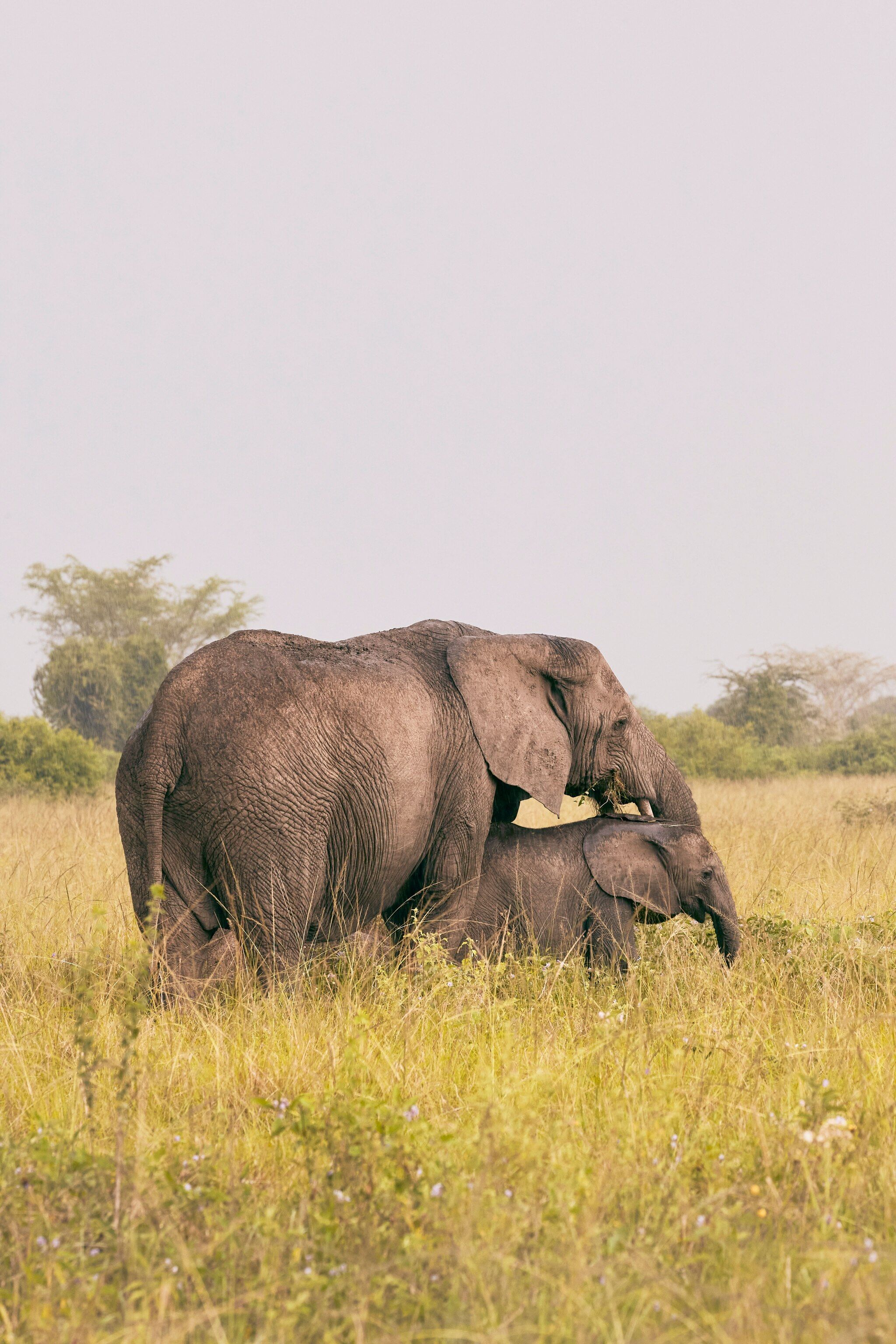 2048x3072 protecting wildlife in Uganda