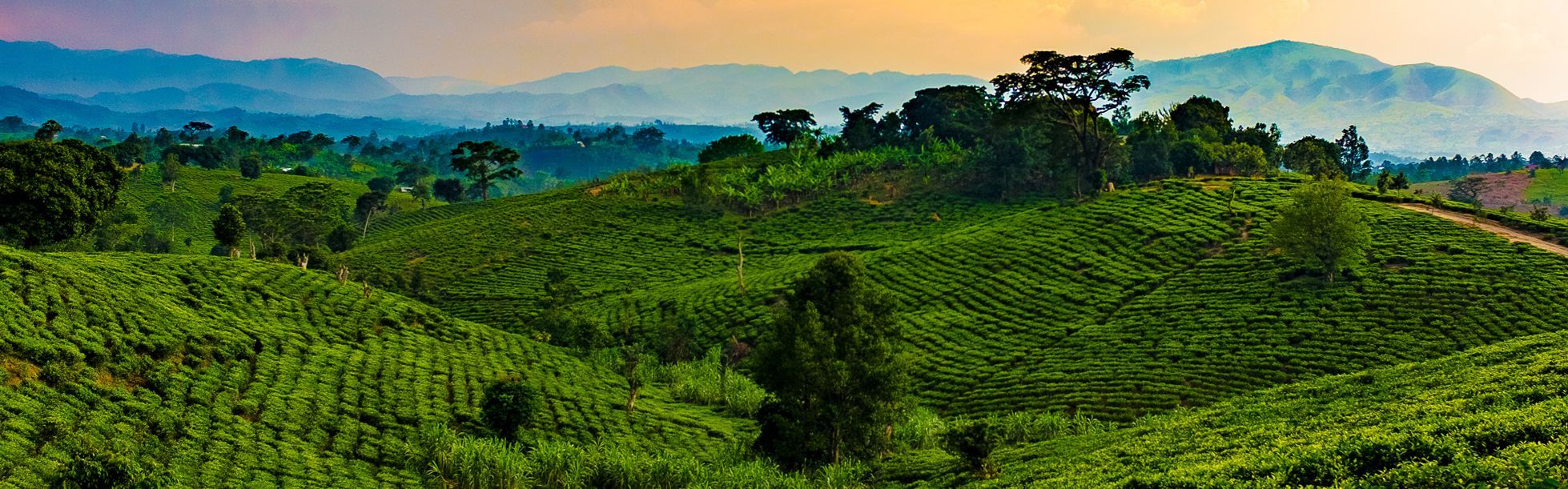 1958x611 Uganda IP