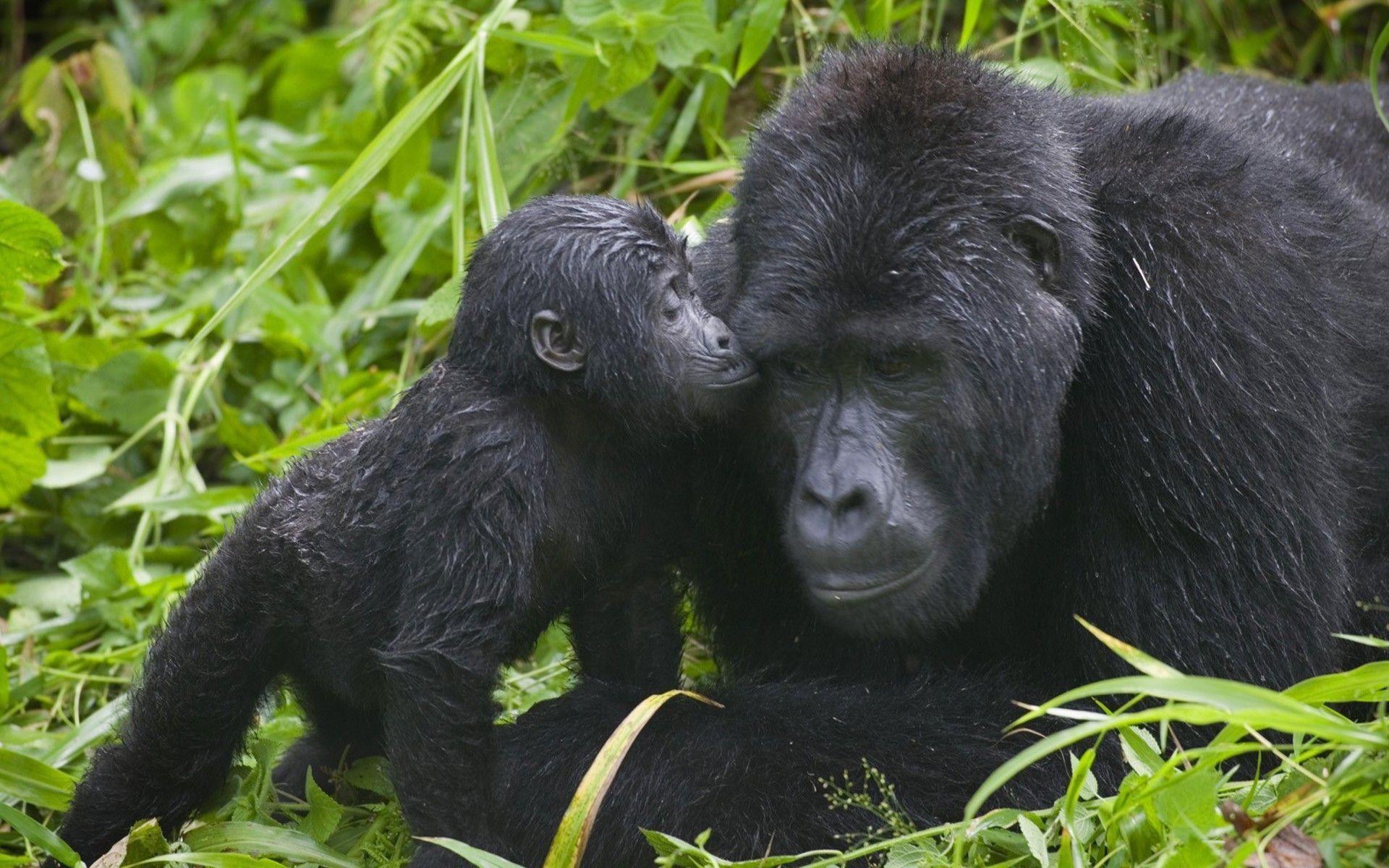 1920x1200 Uganda