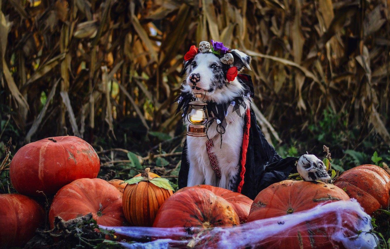 1332x850 Wallpaper autumn, leaves, flowers, holiday, dog, web, spider, harvest, costume, lantern, pumpkin, skull, sitting, Cape, Halloween, Australian shepherd image for desktop, section собаки