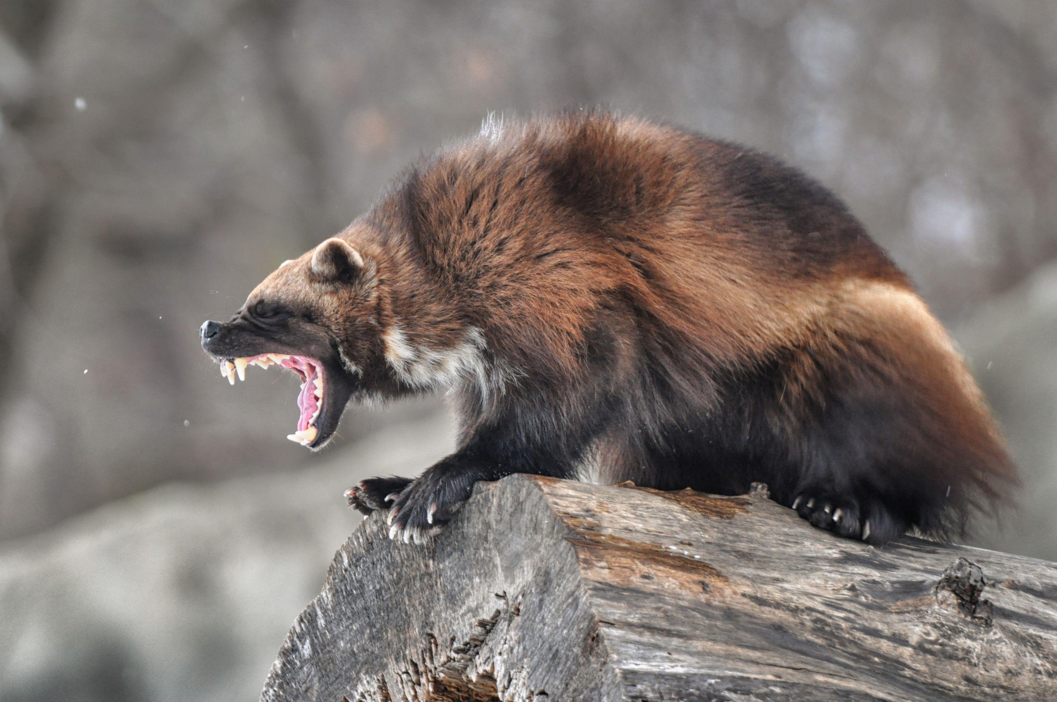 Wolverine Animal Wallpapers Top Free Wolverine Animal Backgrounds Wolverine Animal Wallpapers Top Free Wolverine Animal Backgrounds