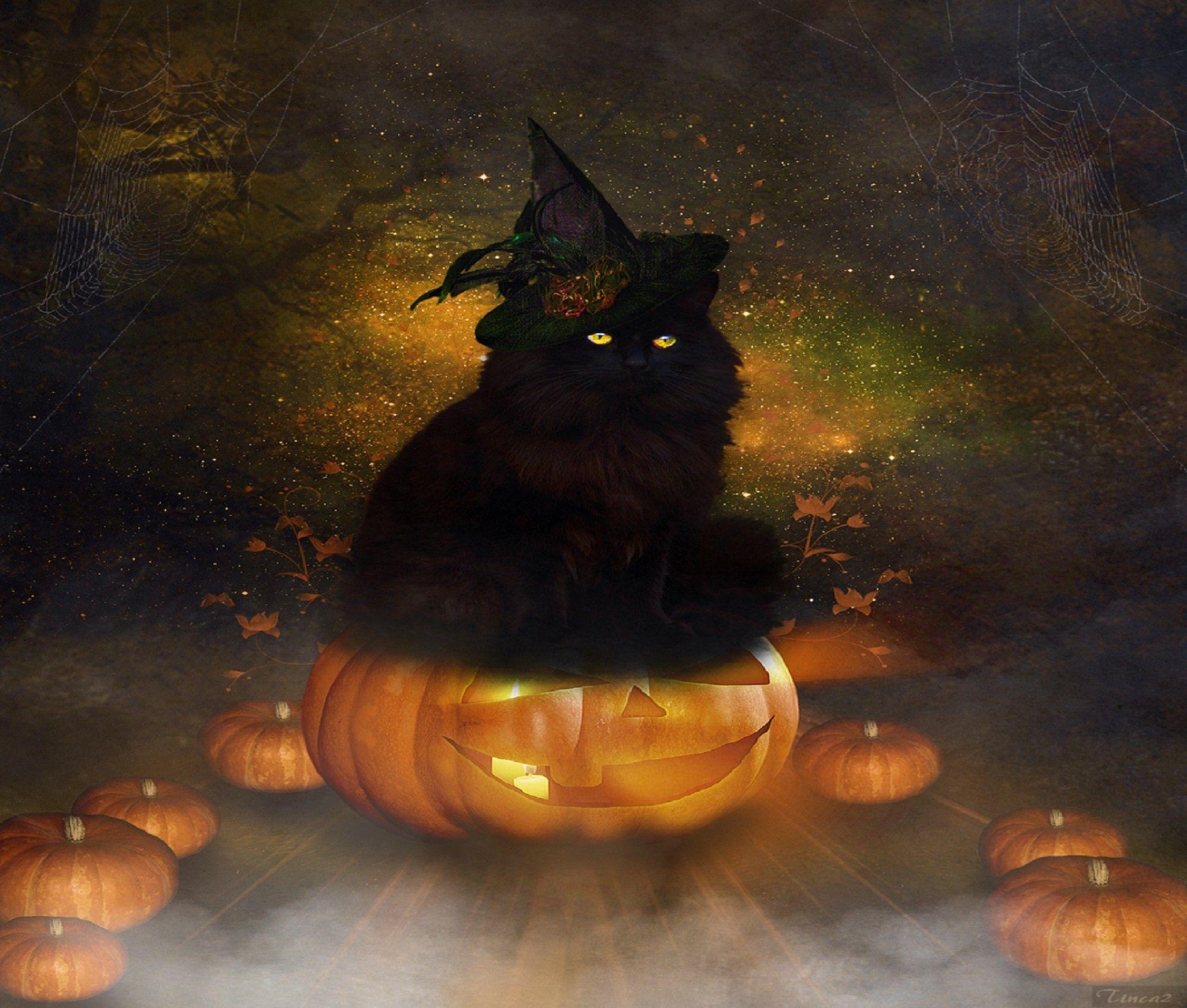 2000x1700 Black Cat Halloween Wallpaper