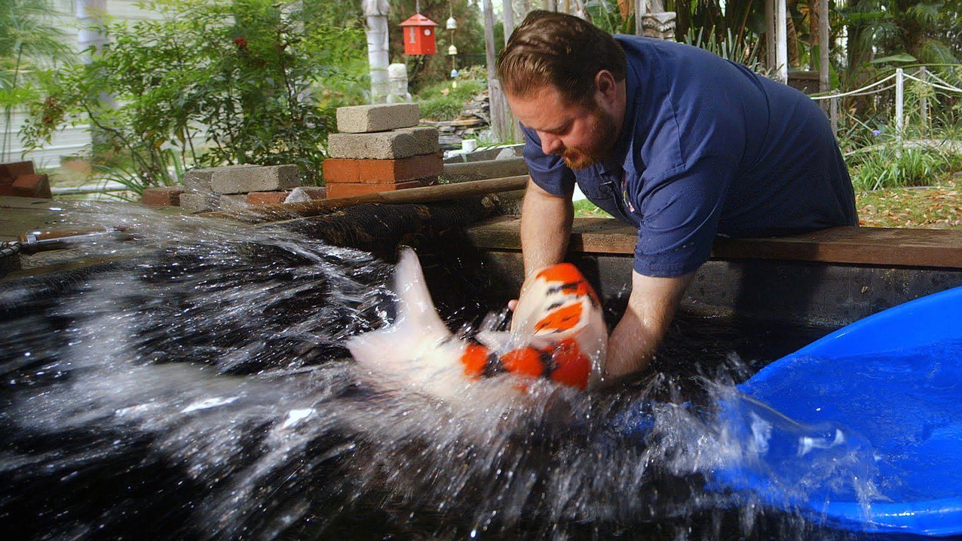 1280x720 $000 Japanese Koi Fish