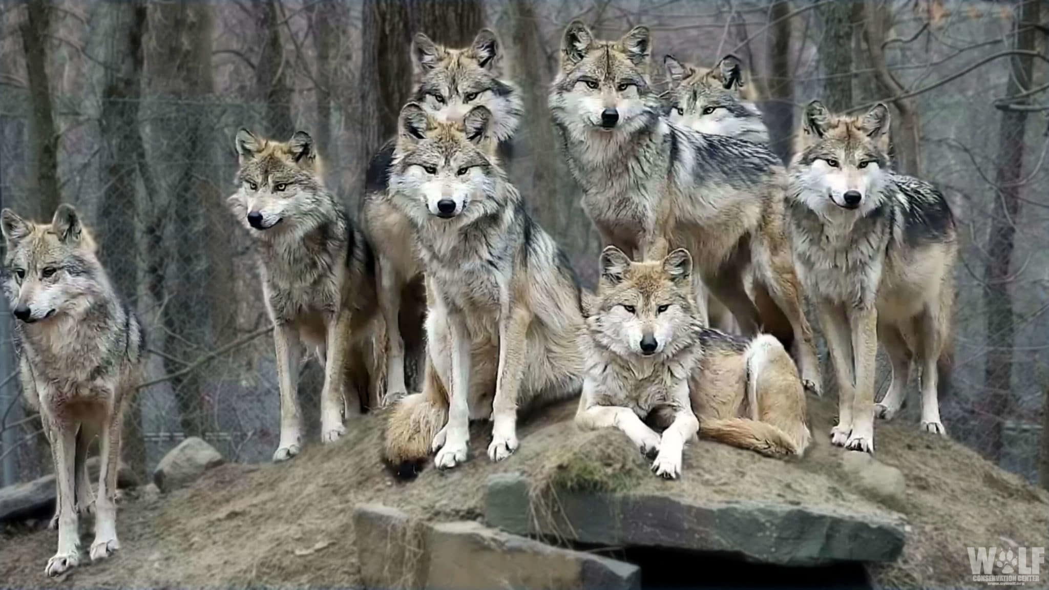 2048x1152 Stunning Wolf Family Portrait