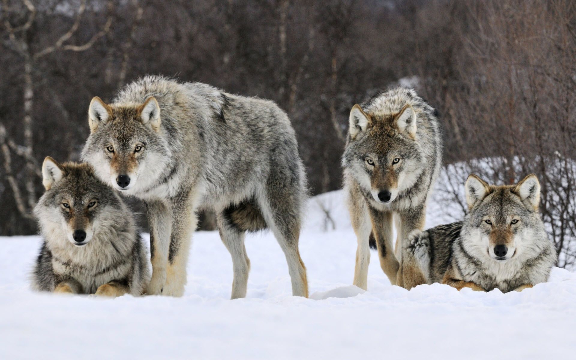 1920x1200 Gray Wolf Wallpaper 44 image